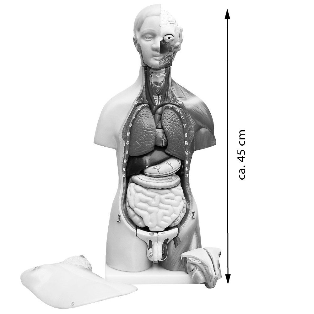 MedMod Dekoobjekt Anatomie Modell Körper Torso Mann und Frau mit Organen 45 cm