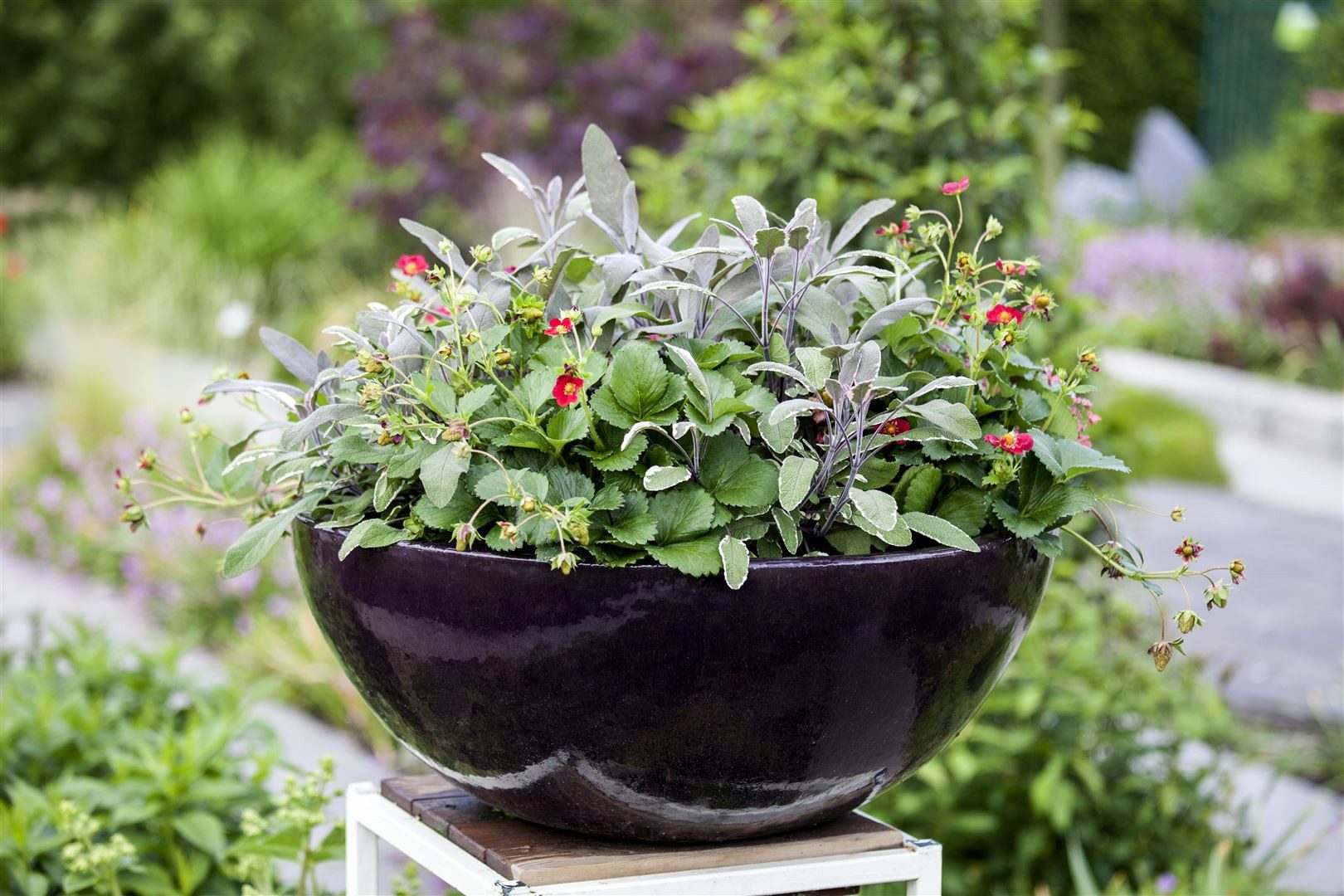 Pflanzen für Dich Staude Salvia officinalis Tricolor, 1 St., Dreifarbiger Salbei, Bunter Salbei