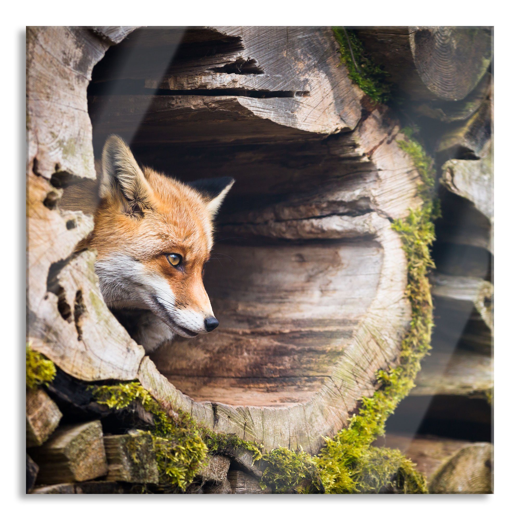 Pixxprint Glasbild Fuchs im Baumstamm, Fuchs im Baumstamm (1 St), Glasbild aus Echtglas, inkl. Aufhängungen und Abstandshalter