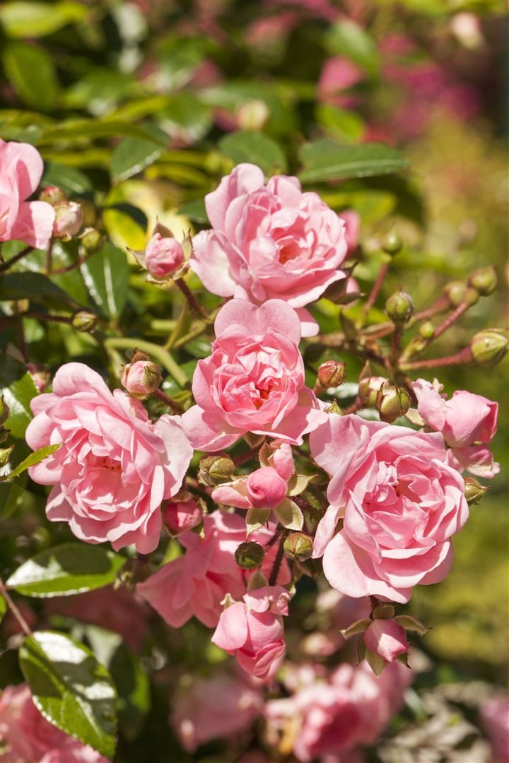 Pflanzen für Dich Rose Rosa The Fairy