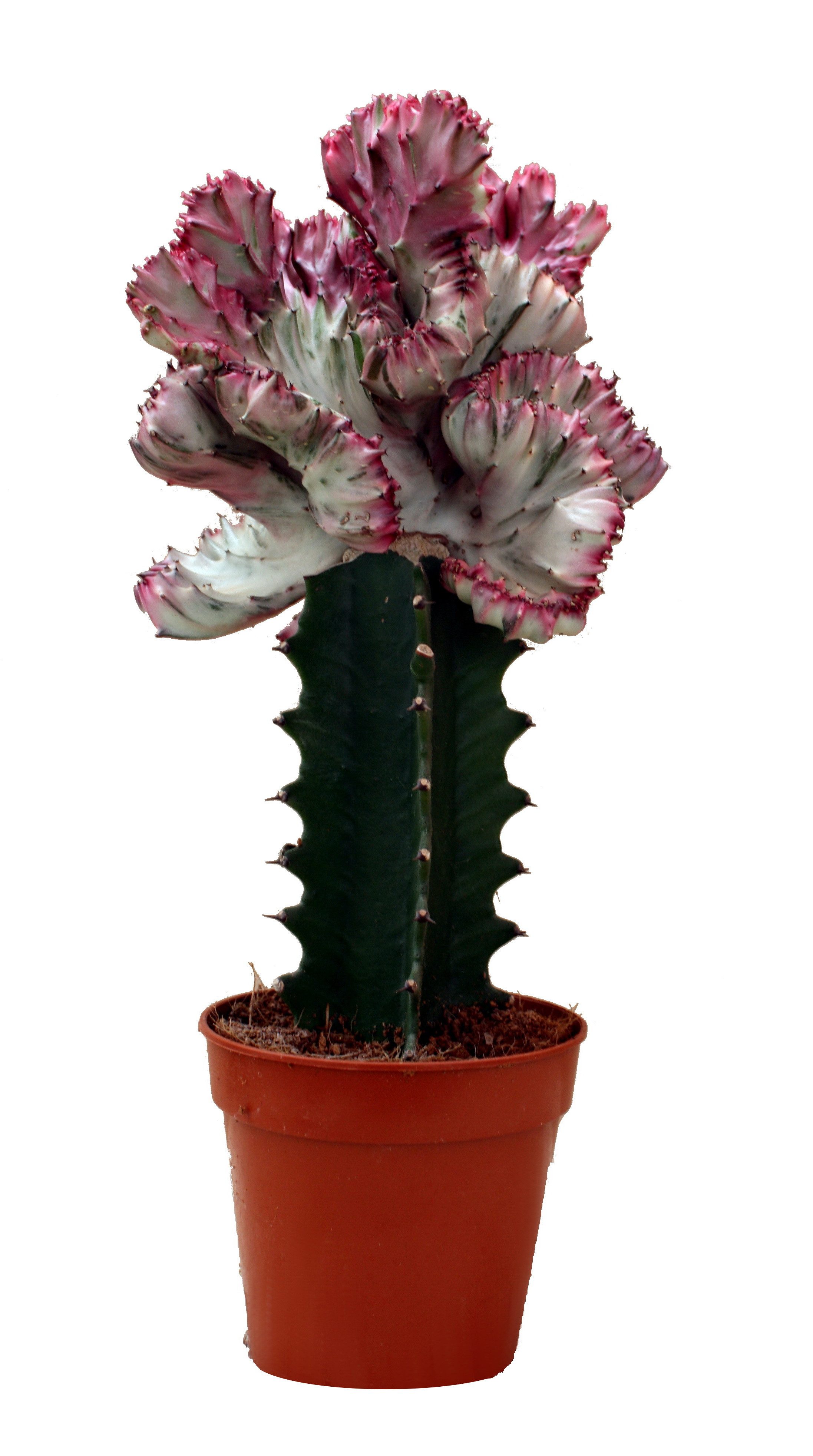 Exotenherz Kaktus Euphorbia lactea cristata gepfropft - 12cm Topf