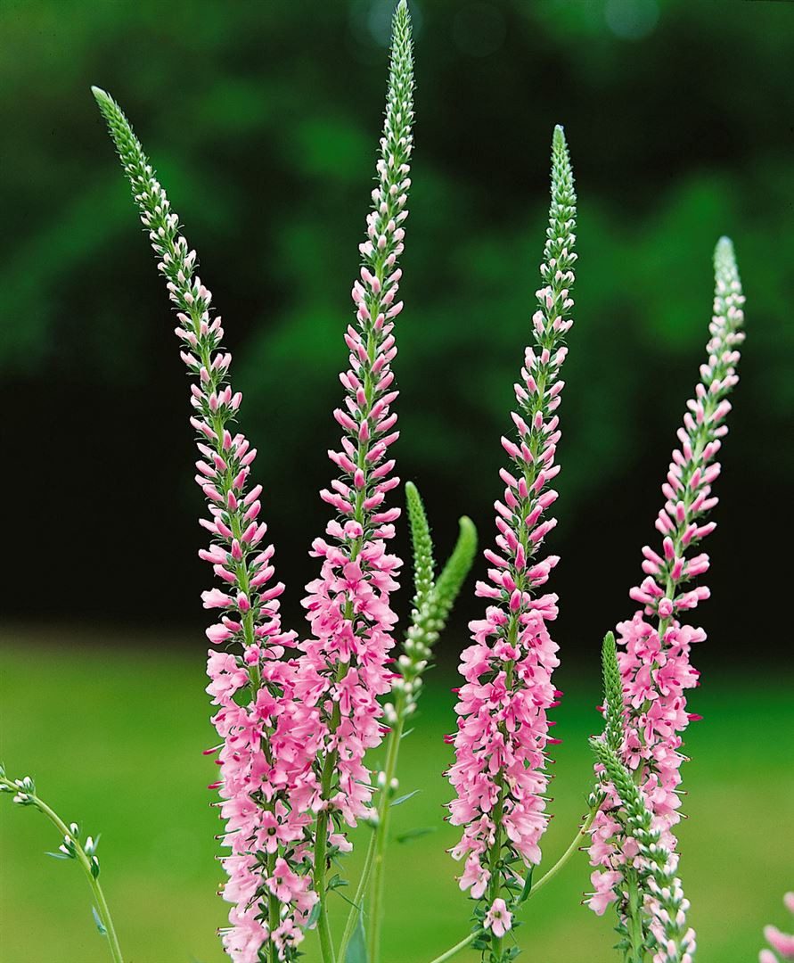 Pflanzen für Dich Staude Veronica long. Pink Damask, 1 St., Langblättriger Ehrenpreis, Ehrenpreis