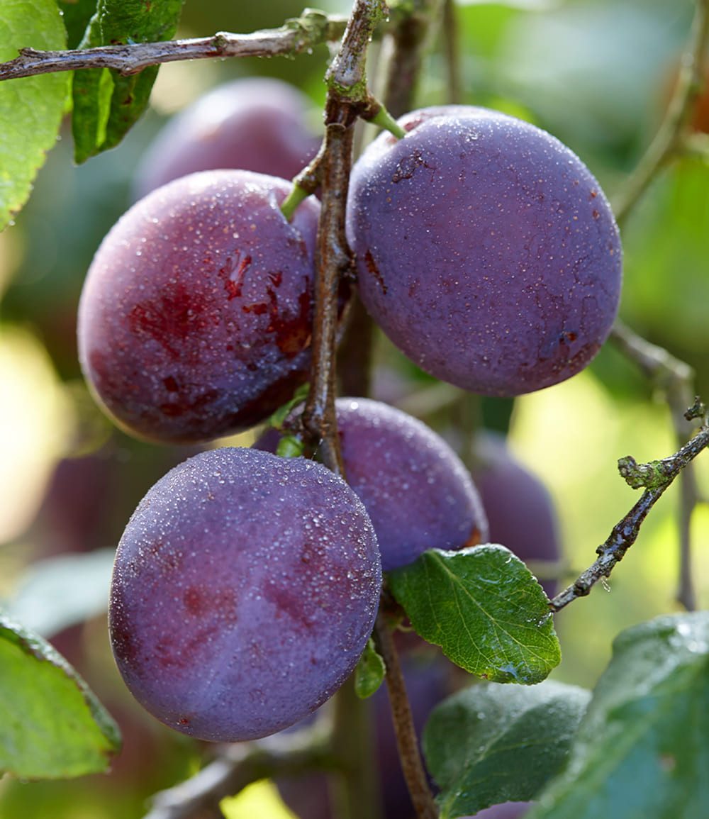 BALDUR Garten Obstpflanze Säulen-Pflaume 'Black Amber', 1 St., Selbstbefruchtend,winterhart, mehrjährig, pflegeleicht – Bild 2 von 3
