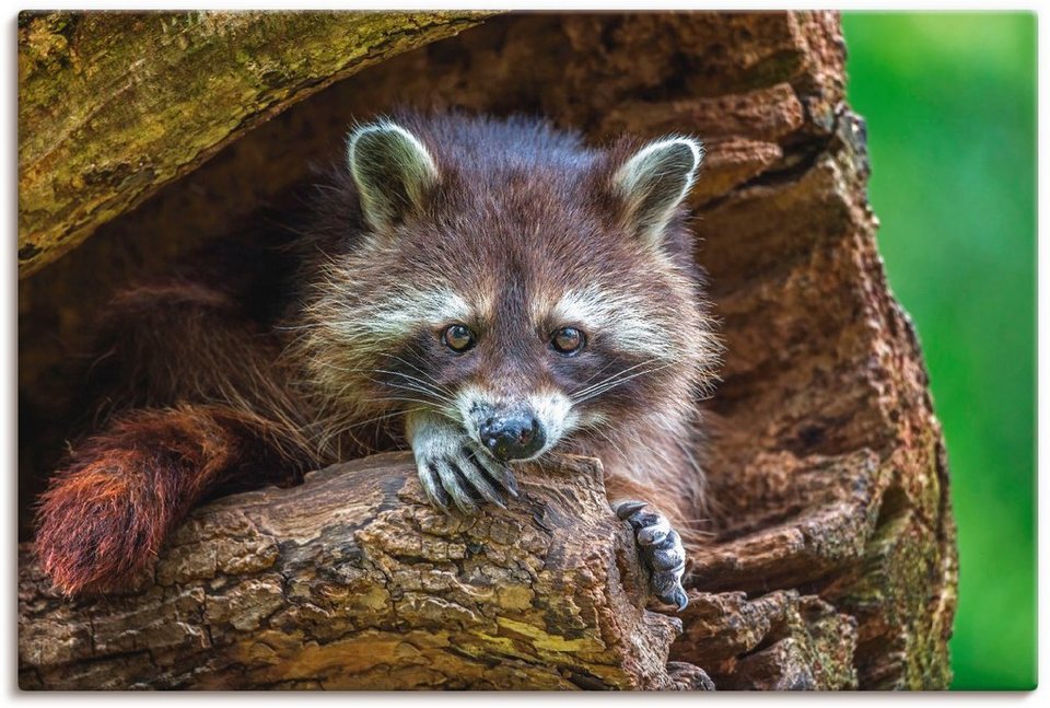 Artland Wandbild Waschbär, Wildtiere (1 St), als Alubild, Leinwandbild,  Wandaufkleber oder Poster in versch. Größen