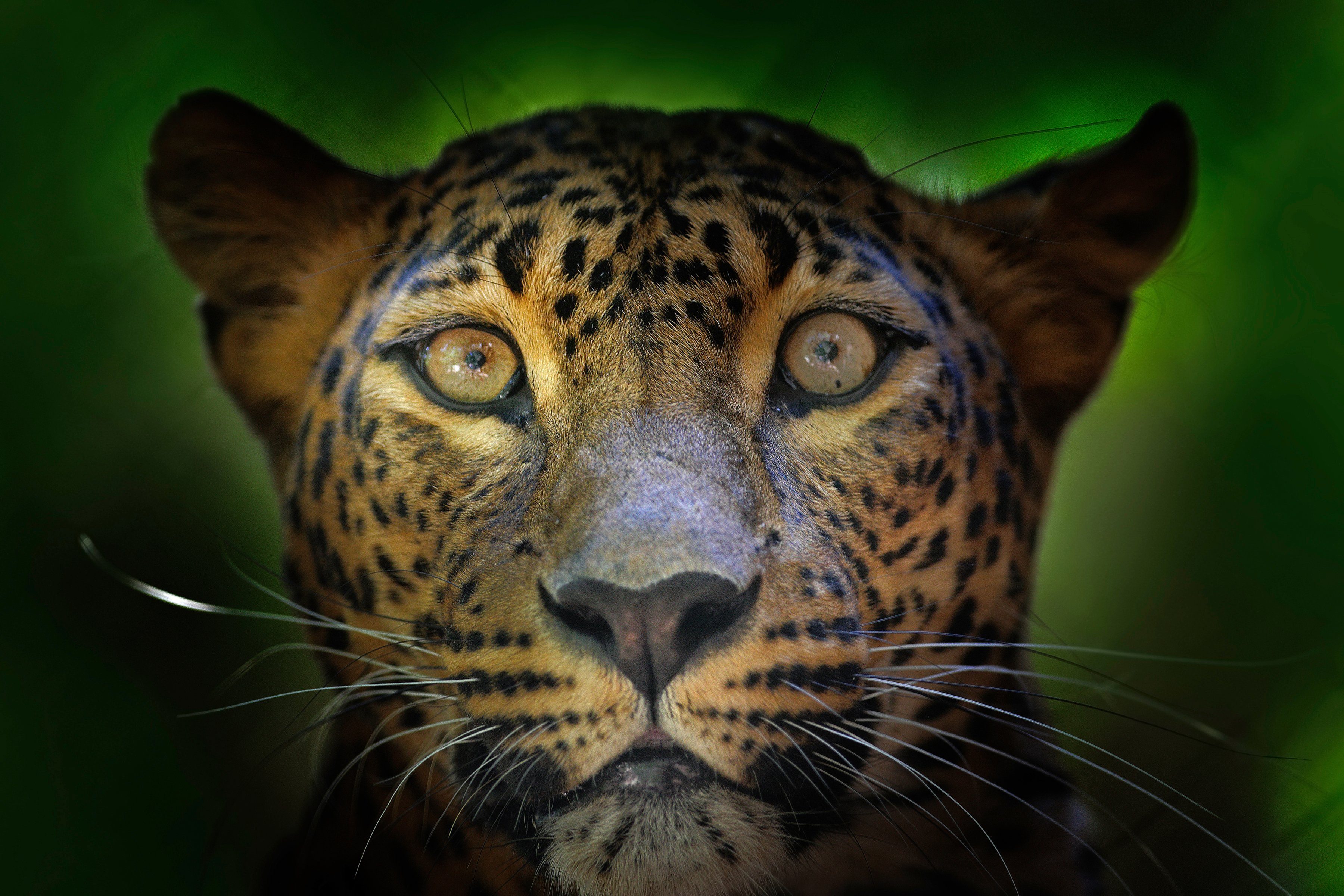 Fototapete JAGUAR-PUMA TIGER LÖWE GEPARD DSCHUNGEL TIERE NATUR