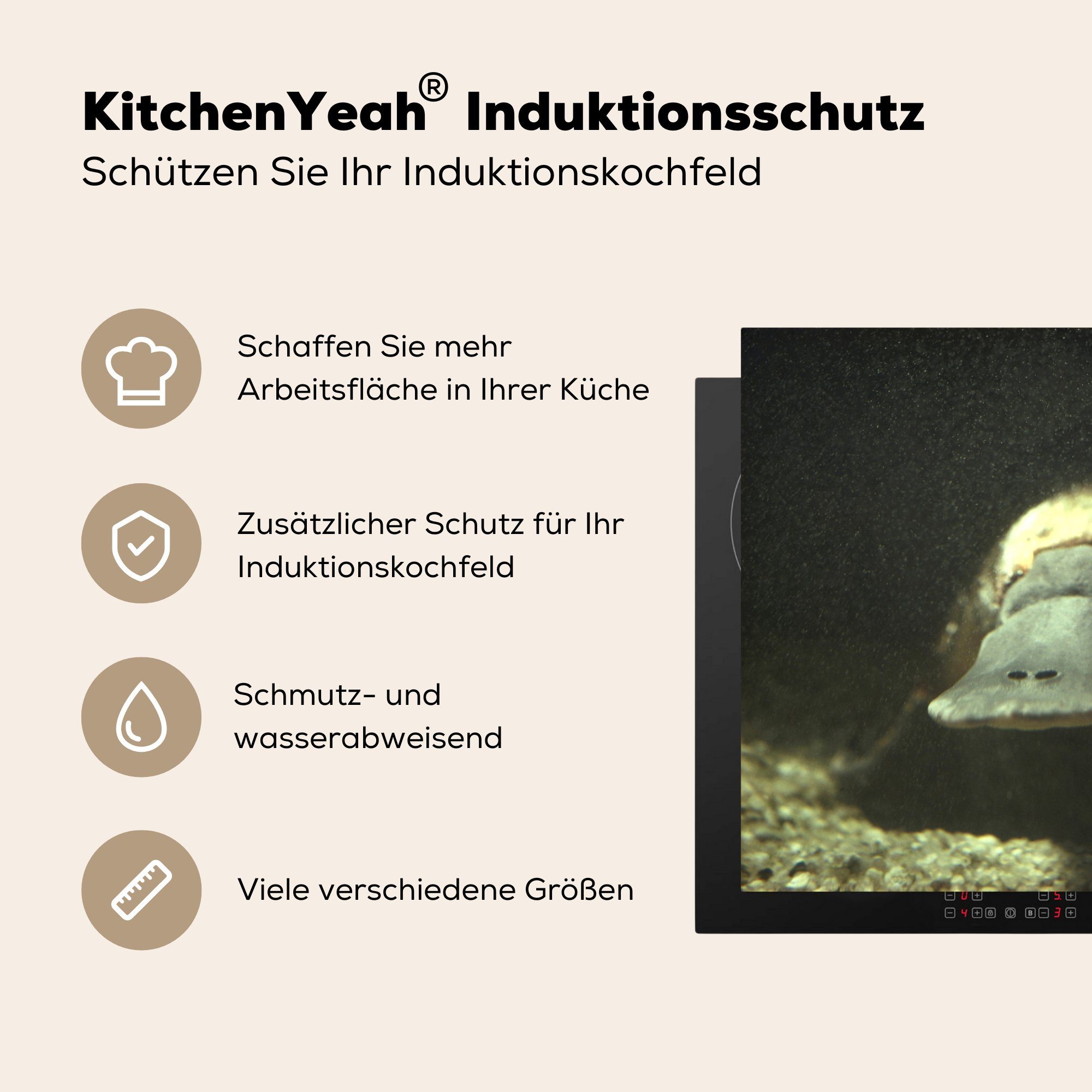 cm, tlg), Induktionskochfeld für küche, die Schutz (1 Tiere, Ceranfeldabdeckung - - Schnabel Schnabeltier Herdblende-/Abdeckplatte MuchoWow 81x52 Vinyl,
