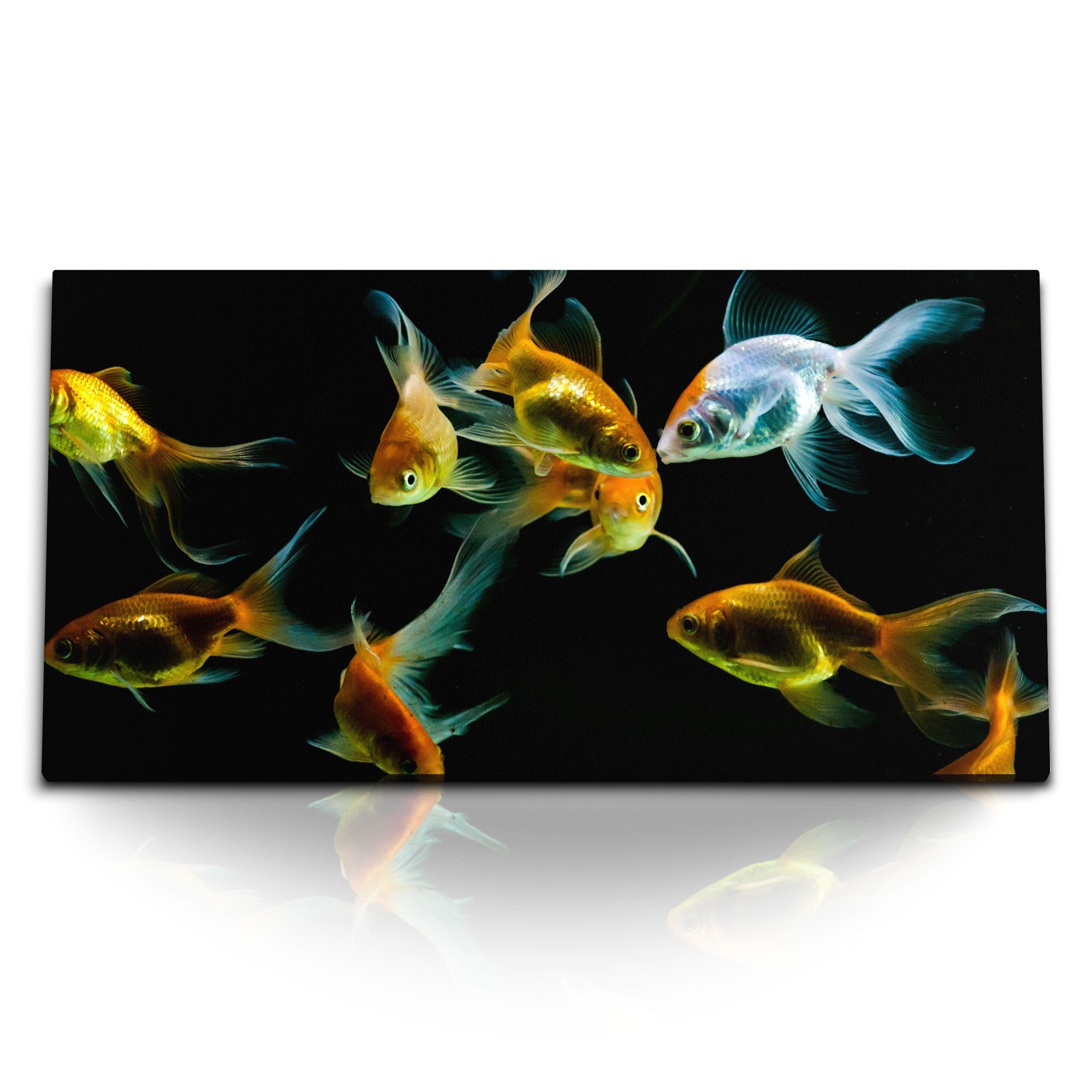 Leinwandbild Kunstdruck Bilder 120x60cm Goldfische Aquarienfische schwarzer Hinterg