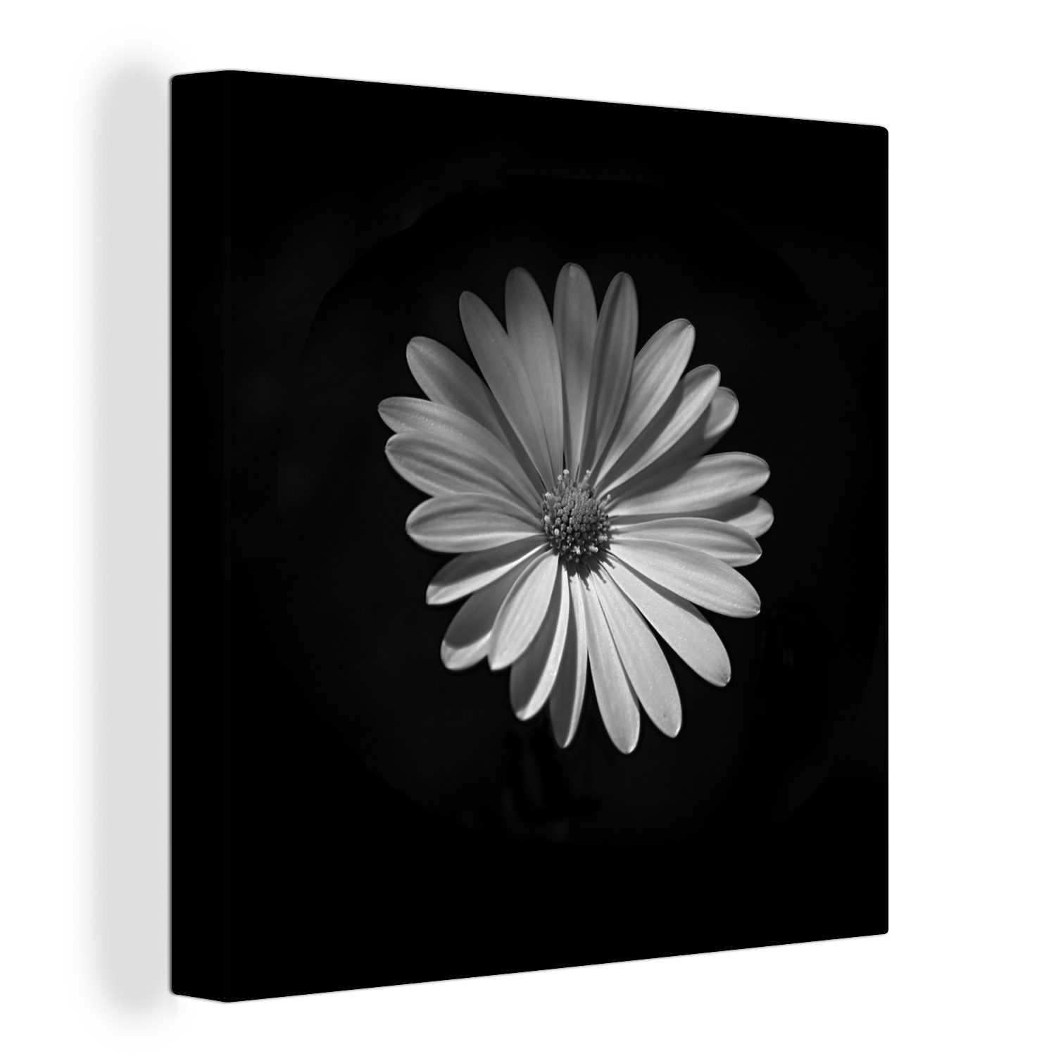 OneMillionCanvasses® Leinwandbild Ein weißes Gänseblümchen auf schwarzem Hintergrund, (1 St), Leinwand Bilder für Wohnzimmer Schlafzimmer bunt