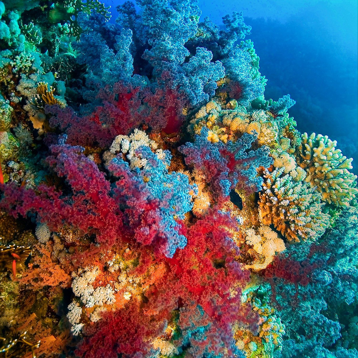 Wallario Tischplatte Farbenfrohes Korallenriff (1 St), für Ikea Lack Tisch geeignet