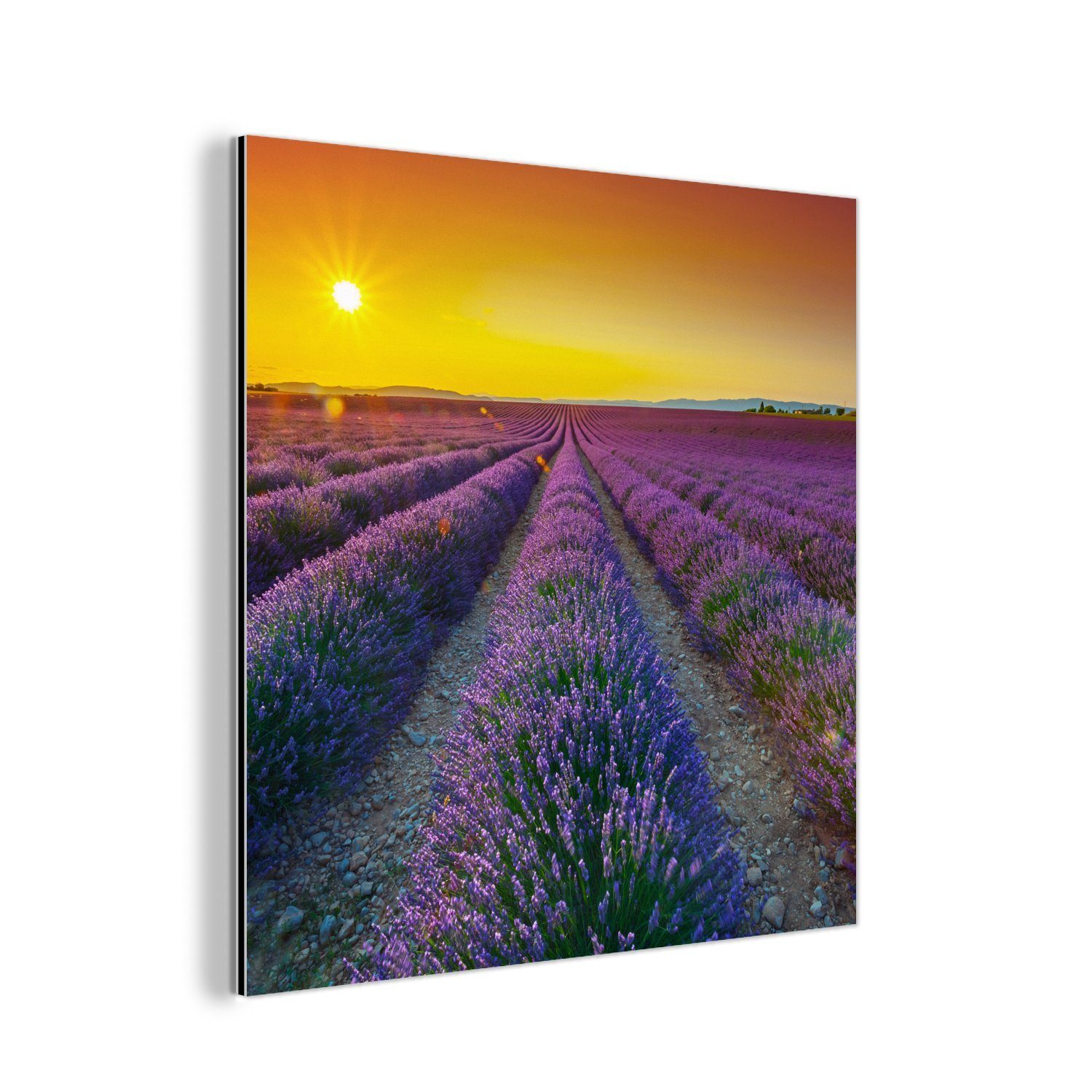 MuchoWow Metallbild Oranger Sonnenuntergang über einem Feld voller Lavendel, (1 St), Alu-Dibond-Druck, Gemälde aus Metall, Aluminium deko