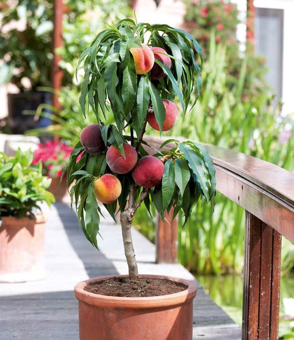BALDUR Garten Pfirsichbaum Zwerg-Pfirsich 'Bonanza', 1 St., Selbstbefruchtend,winterhart, mehrjährig, pflegeleicht