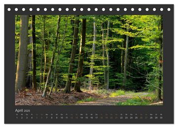 CALVENDO Wandkalender Bäume quer (Tischkalender 2025 DIN A5 quer), CALVENDO Monatskalender