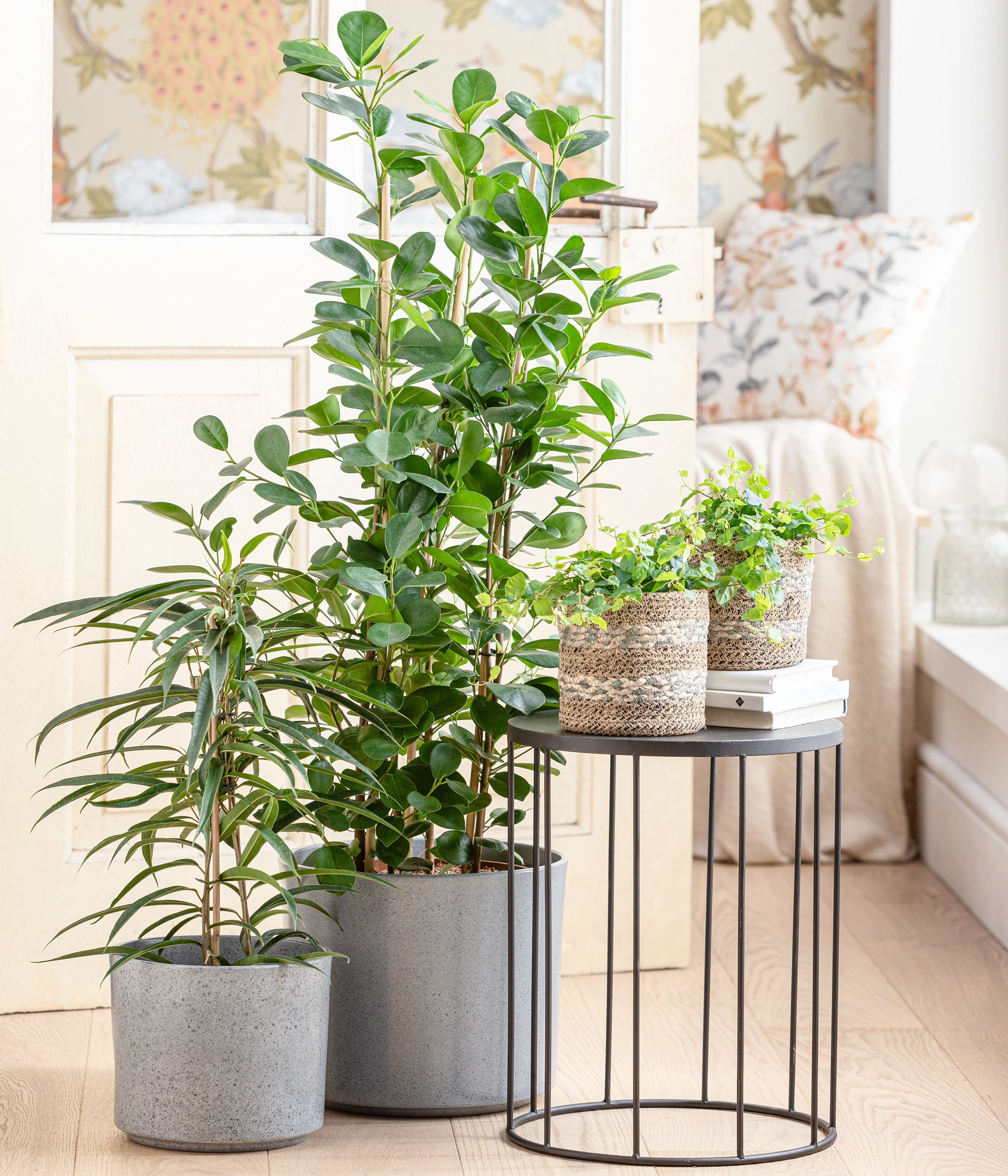 Dehner Zimmerpflanze Lorbeer-Feige Moclame, Ficus microcarpa, mit Spalier, ca. 90-100 cm, Gummibaum mit kräftigen, glänzenden Blättern