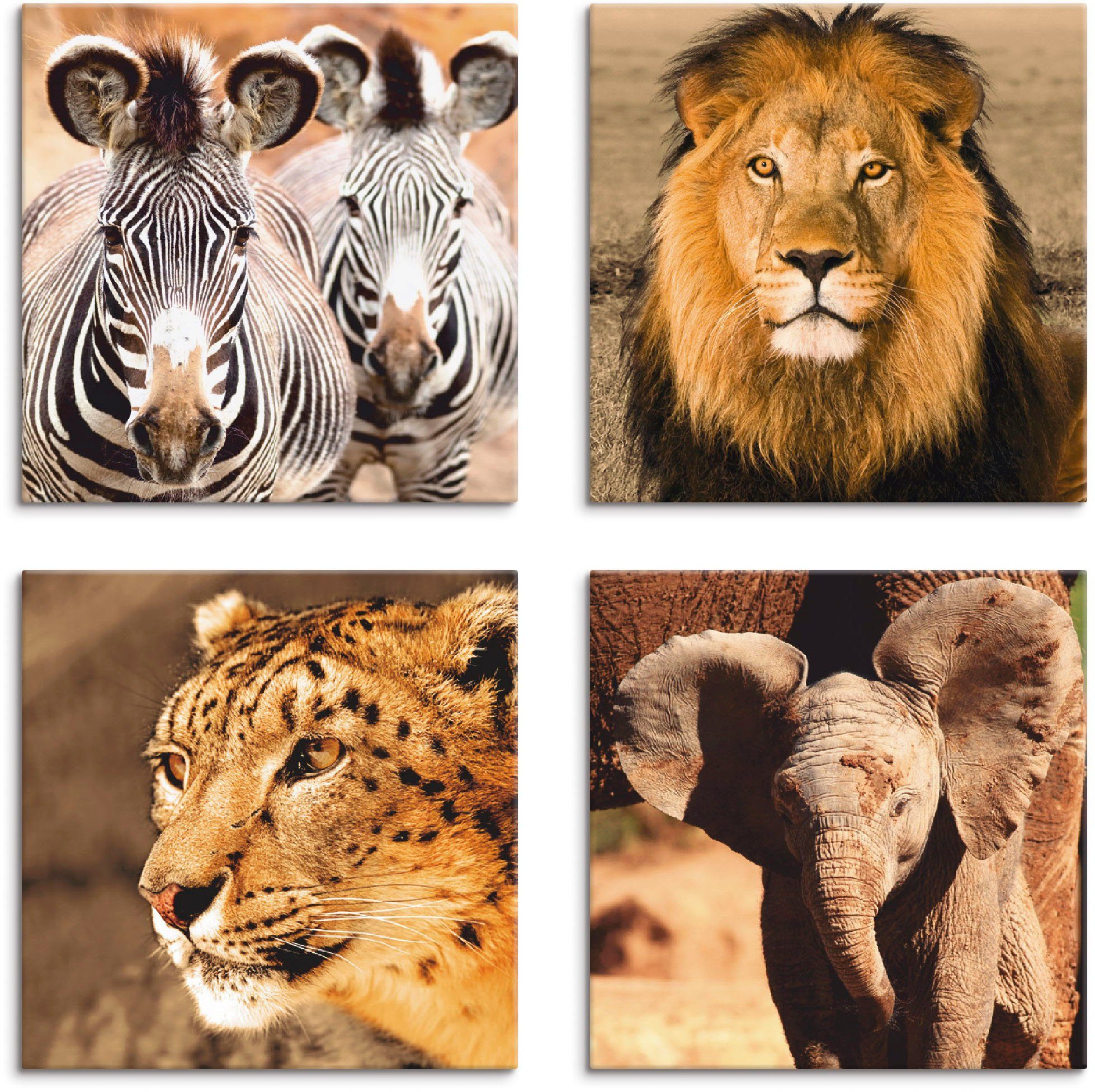 Zebras St), (4 verschiedene Leinwandbild 4er Artland Größen Elefanten, Set, Löwe Wildtiere Schneeleopard