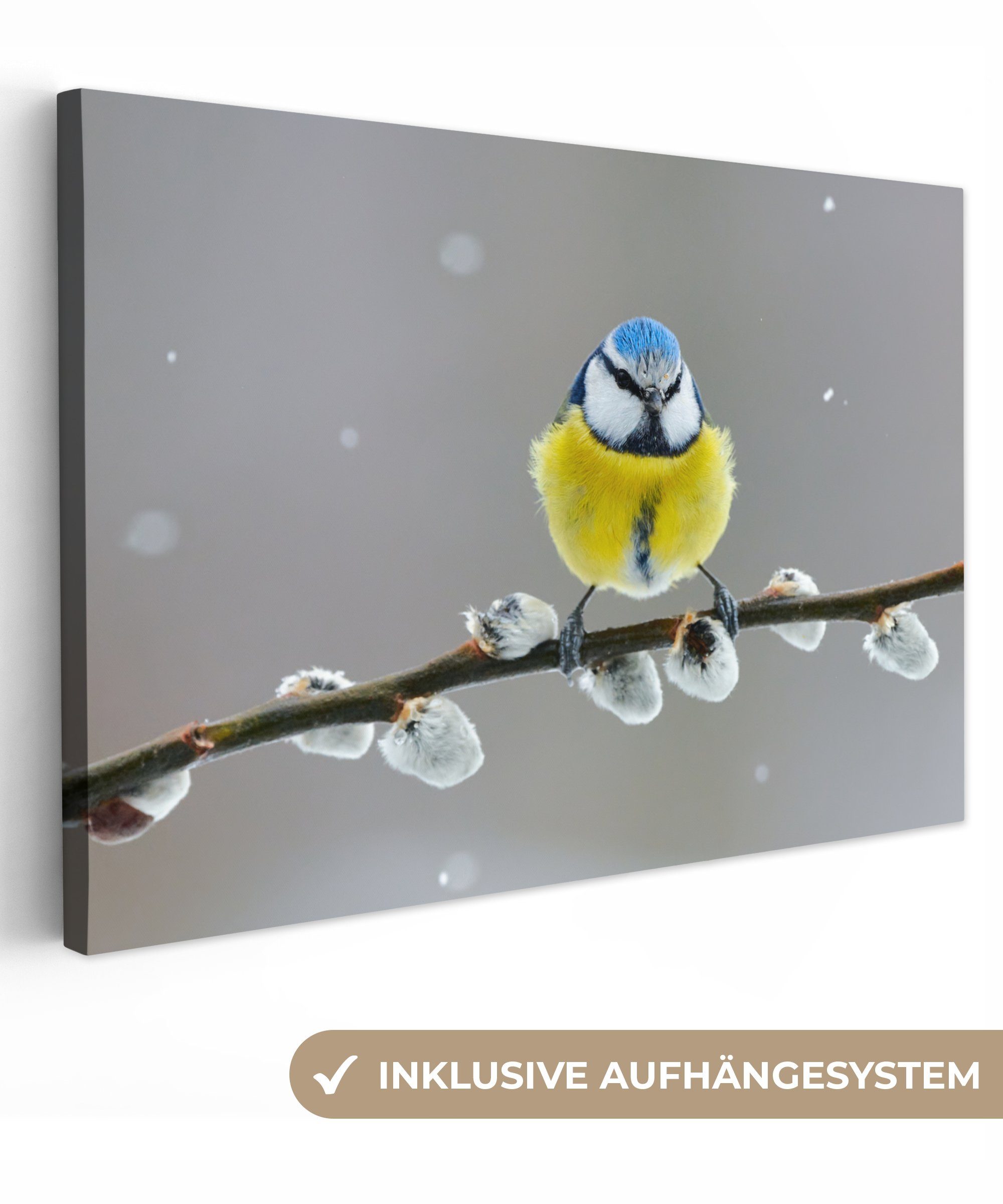 OneMillionCanvasses® Leinwandbild Blaumeise - Vogel - günstig online kaufen