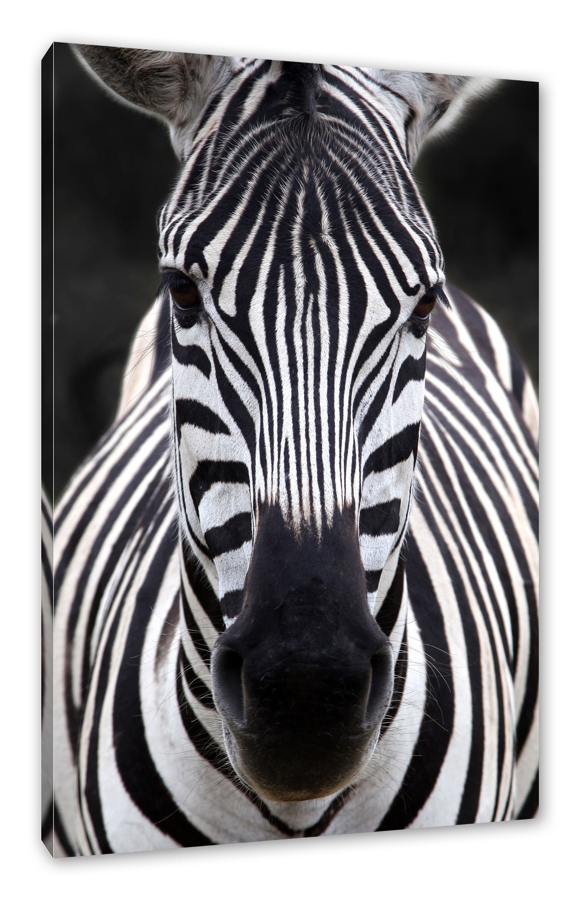 Leinwandbild Leinwandbild Pixxprint fertig Zebra (1 bespannt, St), Zackenaufhänger Porträt, inkl. Zebra Porträt