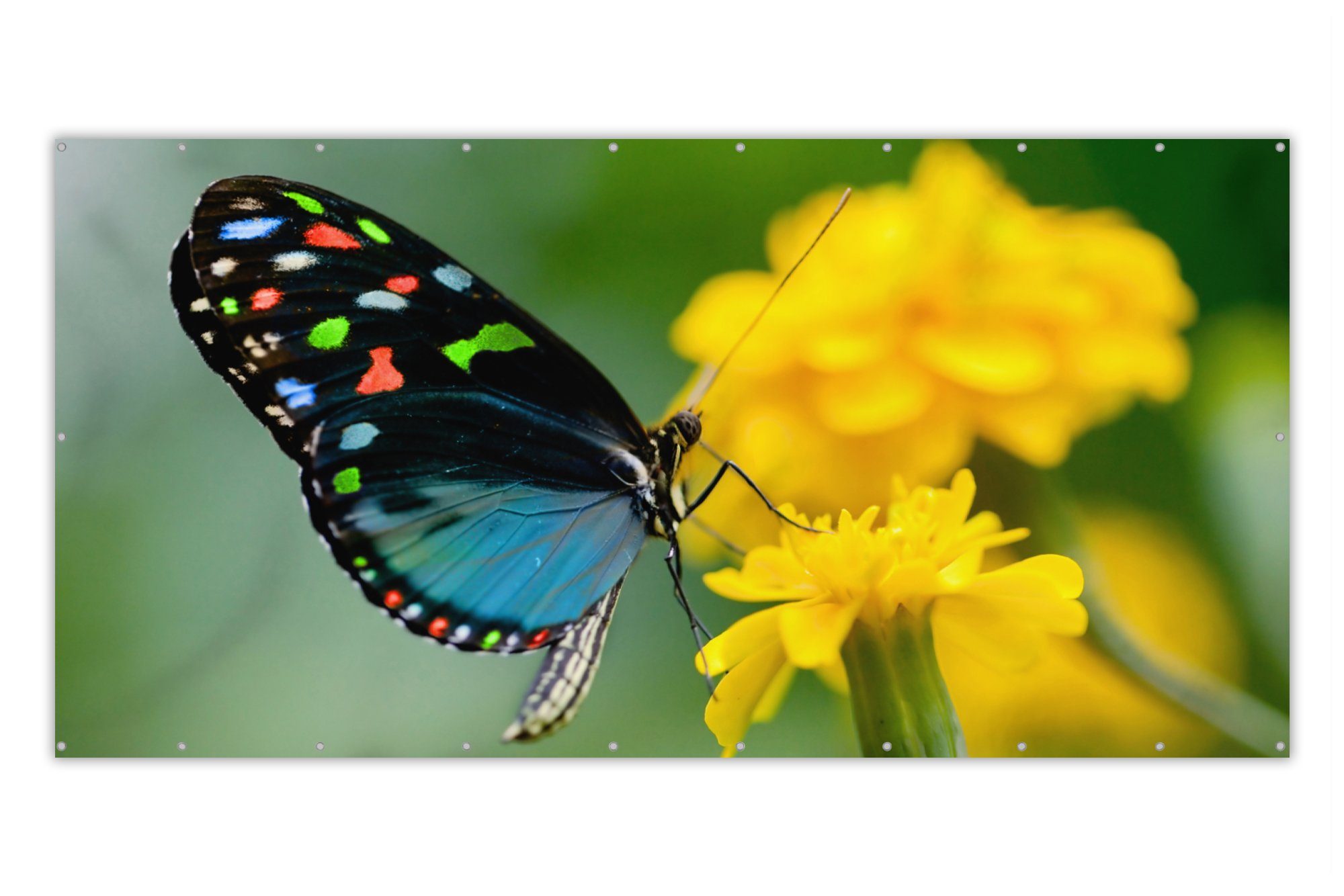 MuchoWow Balkonsichtschutz Schmetterling - Blume - Tier - Insekt (1-St) Balkonbespannung mit Metalösen, UV-beständig, Balkonbanner