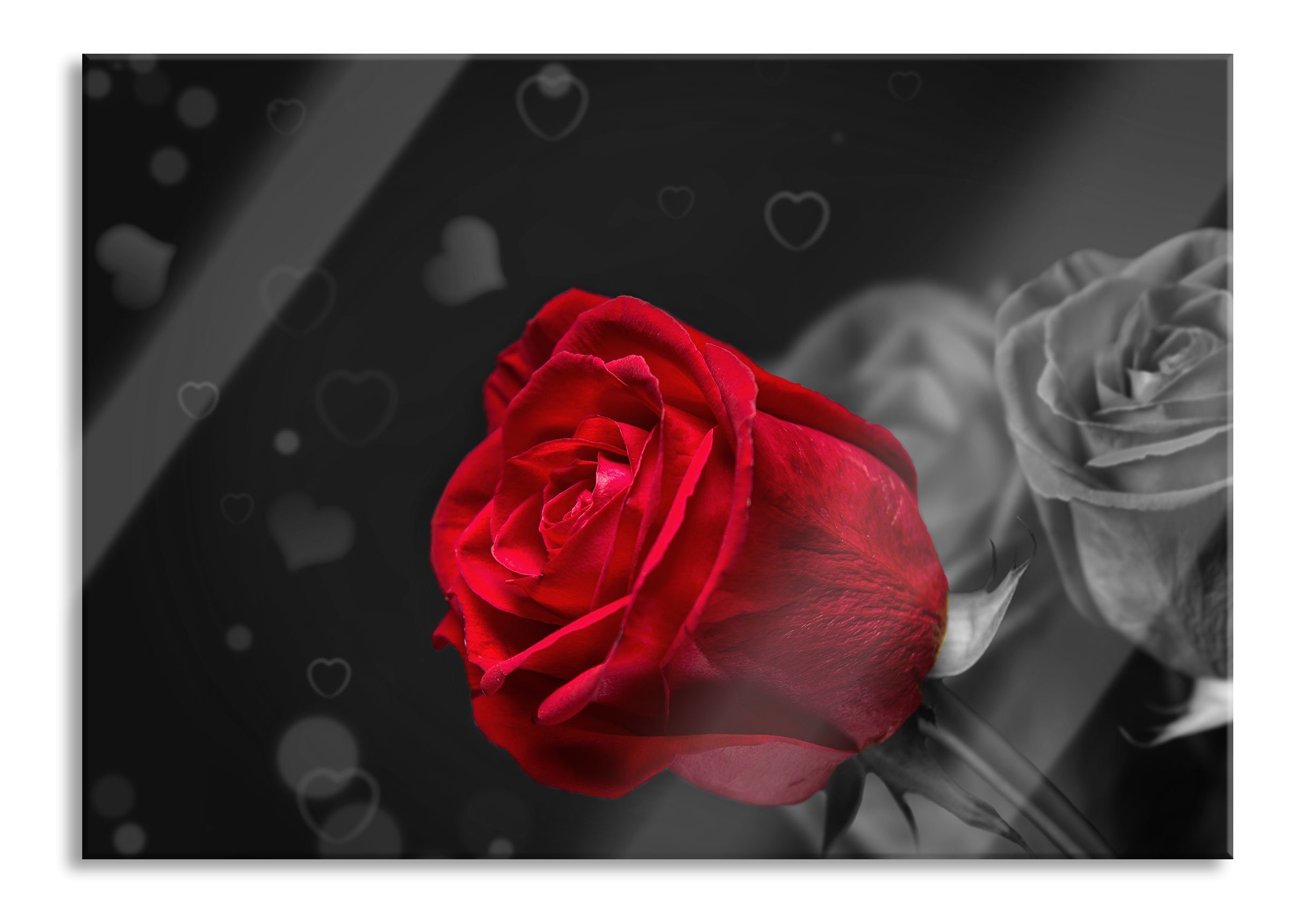 Glasbild rote Rosen zum Valentinstag