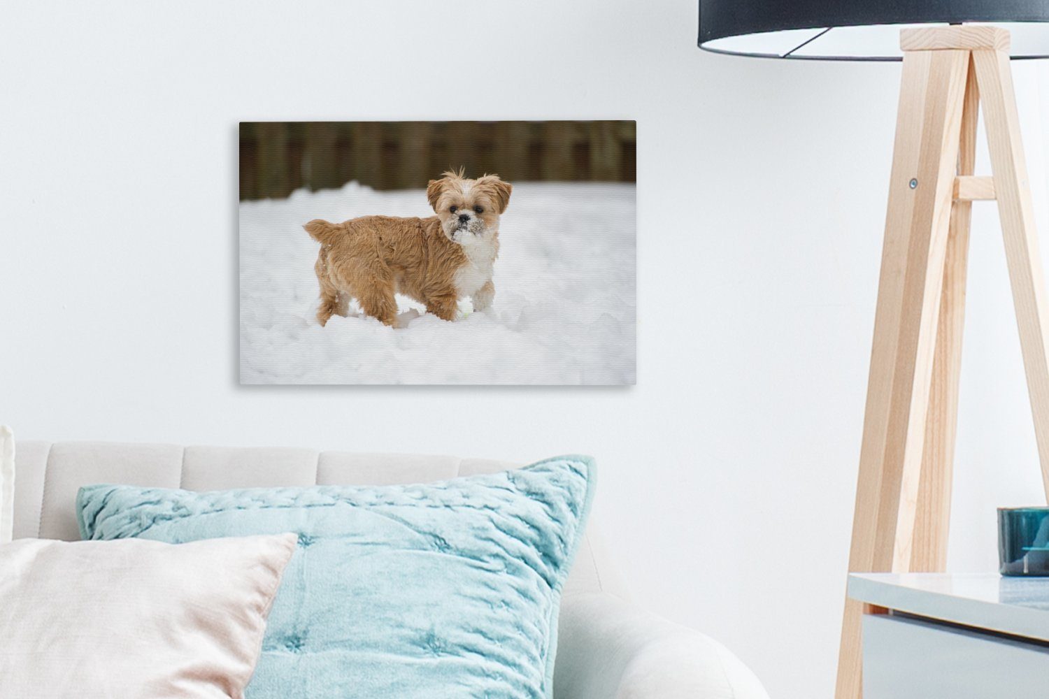 30x20 Schnee, Hund Shih Wandbild cm Aufhängefertig, spielt St), OneMillionCanvasses® im Leinwandbild (1 Leinwandbilder, Tzu Wanddeko,