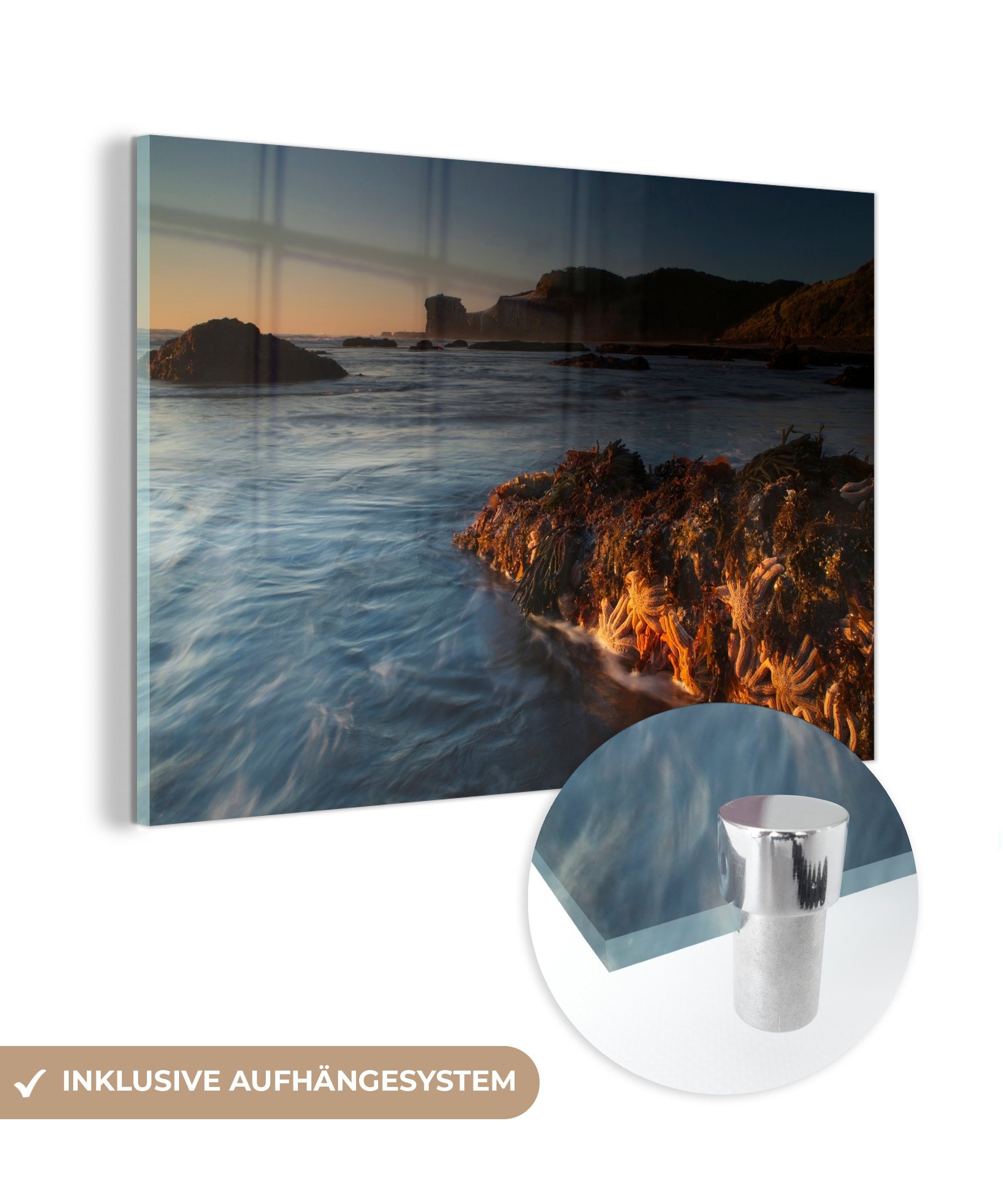 MuchoWow Acrylglasbild Seestern einem auf & vor Neuseeland, im (1 Wasser Stein St), Acrylglasbilder Wohnzimmer Schlafzimmer