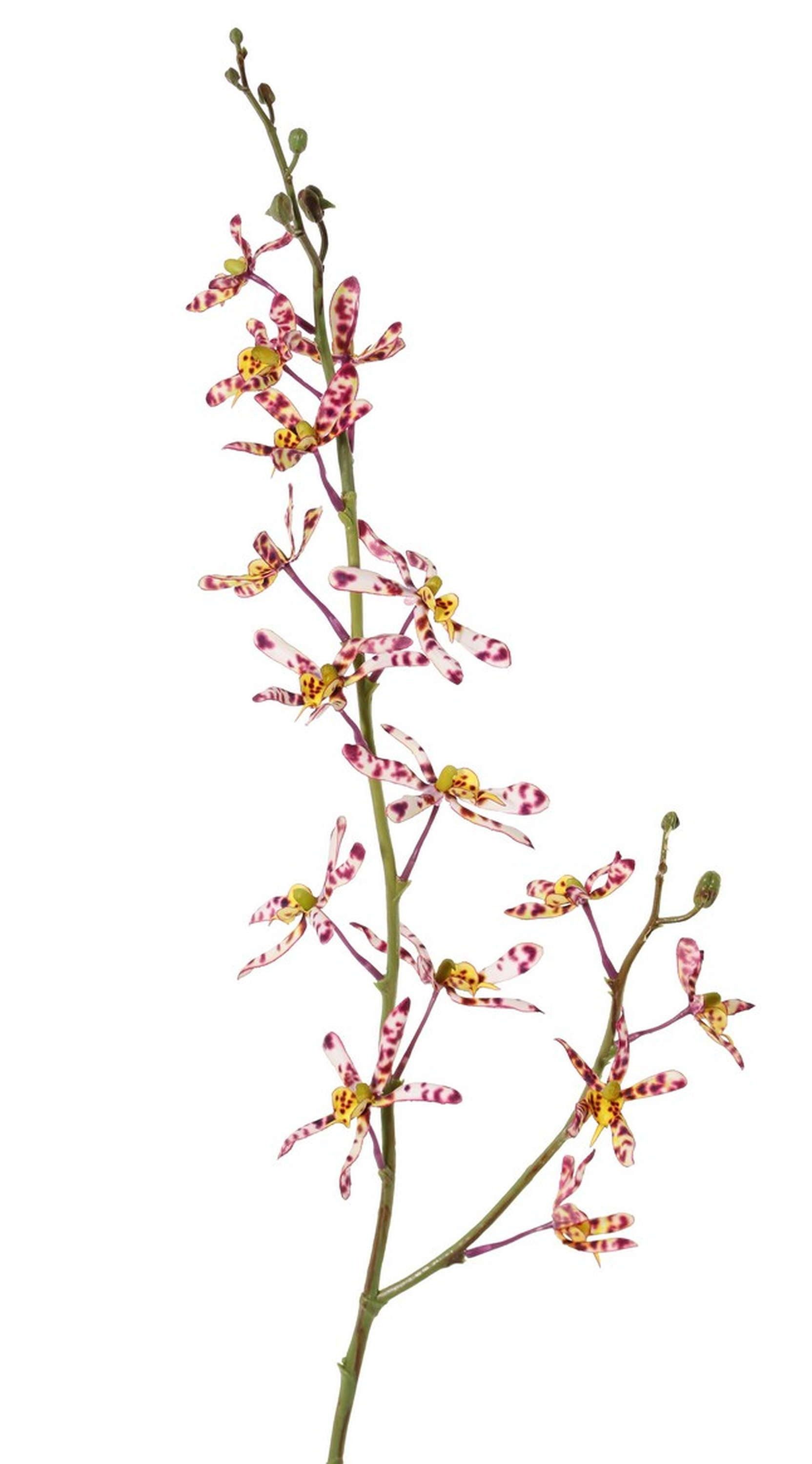 Kunstorchidee Künstlicher Zweig Cattleya Orchidee TRASSA, pink-weiß-gelb, 80cm Orchidee (Orchidee cattleya), artplants, Höhe 80.0 cm