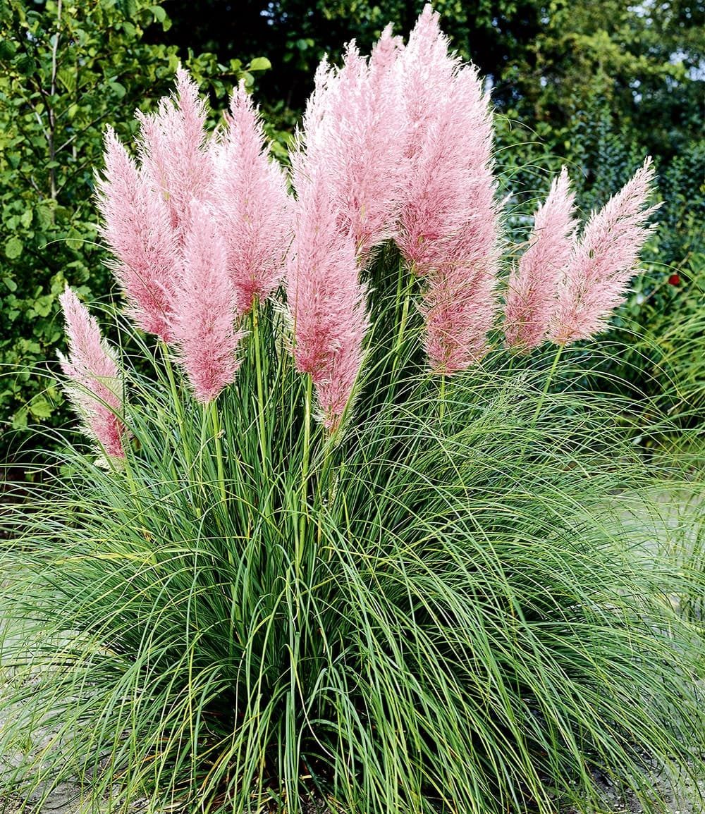 BALDUR Garten Gräser Rosa Pampasgras, 1 St., Solitärgras, immergrün, winterhart, pflegeleicht