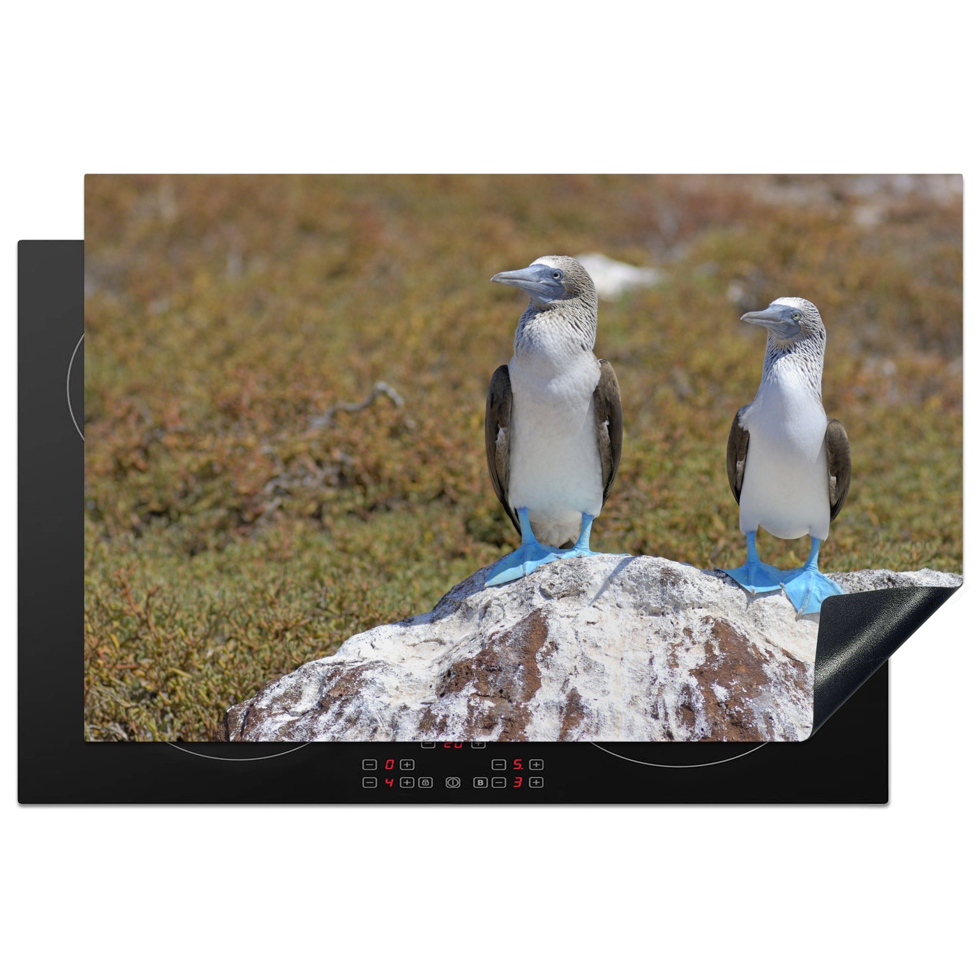 MuchoWow Herdblende-/Abdeckplatte Zwei Blaufußtölpel auf einem weißen Felsen in North Seymour, Vinyl, (1 tlg), 81x52 cm, Induktionskochfeld Schutz für die küche, Ceranfeldabdeckung