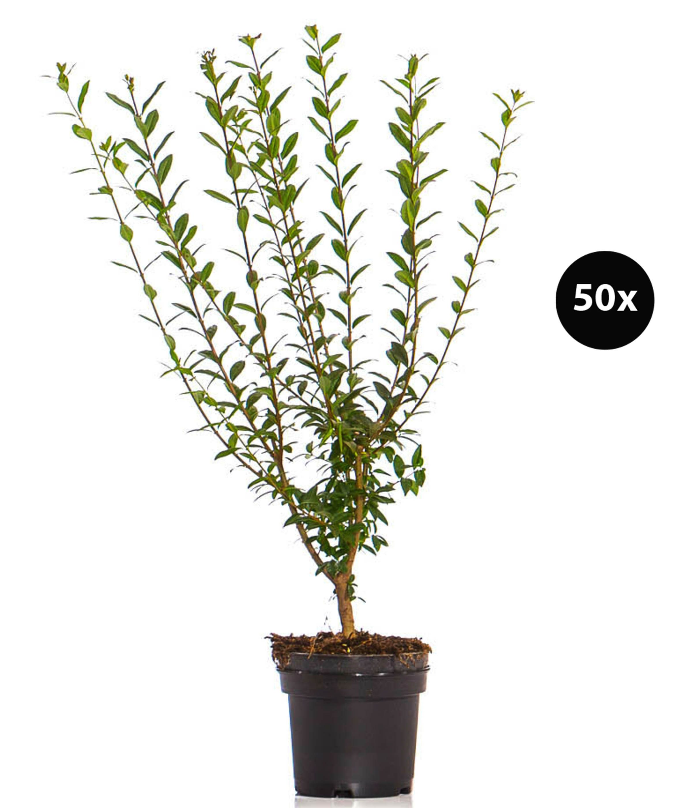 Dehner Hecken Liguster Atrovirens, 40 Pflanzen, für 10 Meter Hecke, 60-100 cm, wintergrüne Sichtschutz-Hecke, Blütenrispen ab Juni