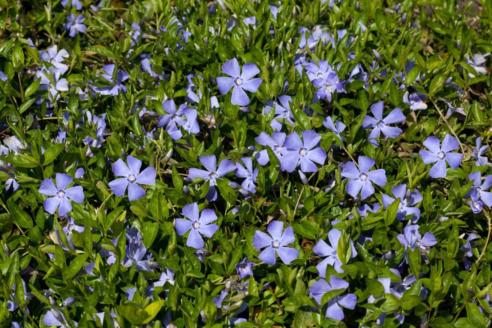 Pflanzen für Dich Bodendecker Vinca minor, 1 St., Kleines Immergrün, Immergrün, Zwergrün, immergrün, bodendecker