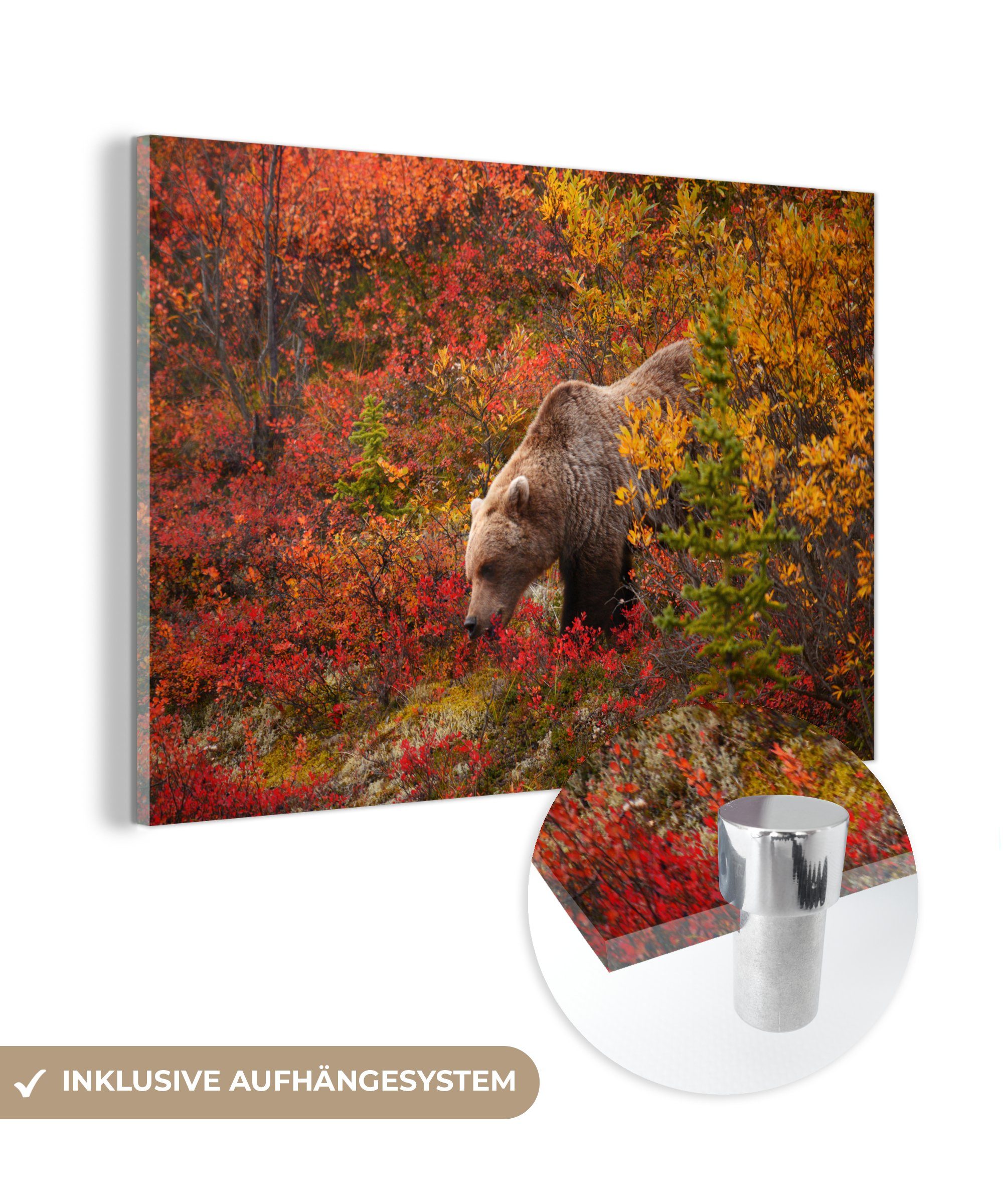 MuchoWow Acrylglasbild Bild eines Grizzlybären zwischen farbigen Bäumen, (1 St), Acrylglasbilder Wohnzimmer & Schlafzimmer