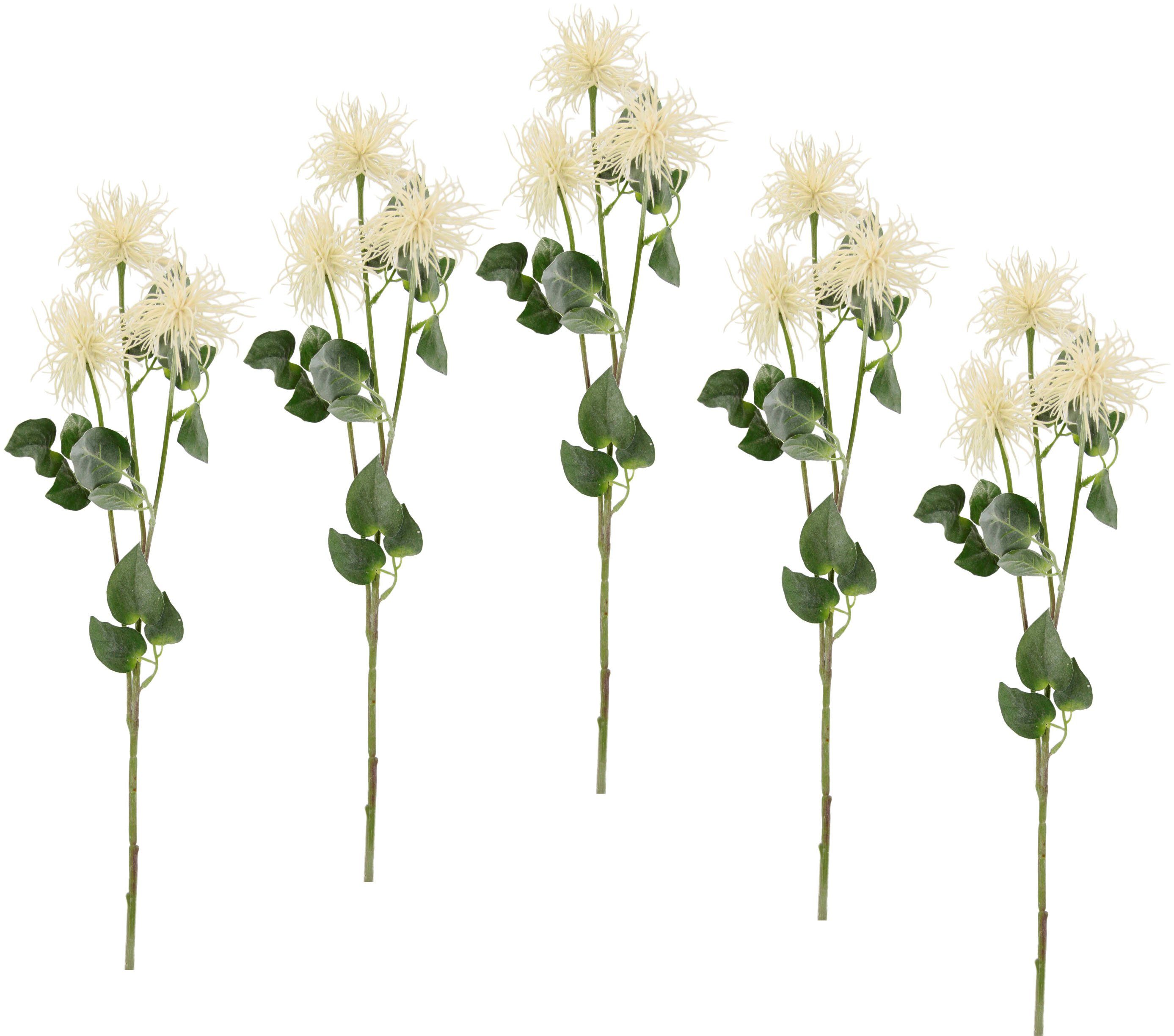 Kunstblume Spinnenprotea, I.GE.A., cm, Höhe 5er 78 weiß Set
