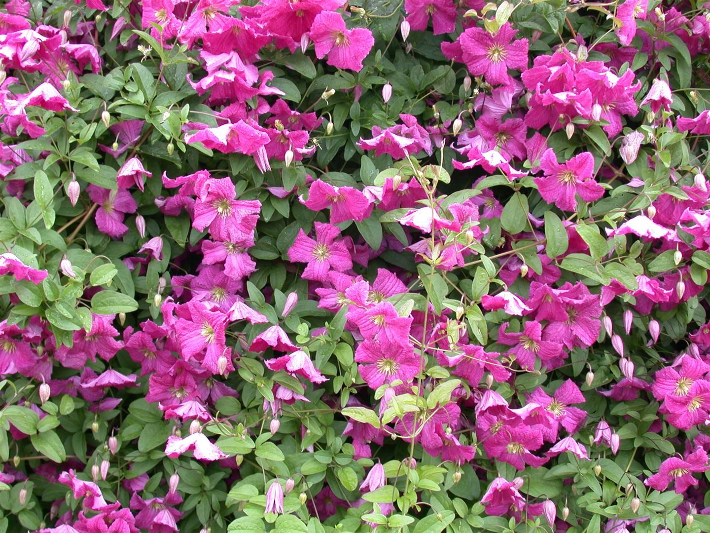 Pflanzen für Dich Kletterpflanze Clematis vit. Margot Koster, 1 St., Italienische Waldrebe, violettblühend, kletterpflanze