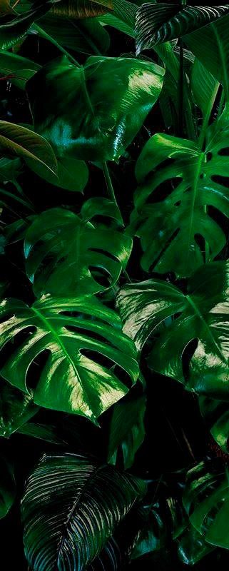 Komar Vliestapete Digitaldruck Vlies - Tropical Wall Panel - Größe 100 x 250 cm, glatt, bedruckt, (1 St), Wohnzimmer, Schlafzimmer. Reduzierter Preis € 49,99. Unverbindliche Preisempfehlung € 59,72, (€ 49,99 pro 1 Stk)