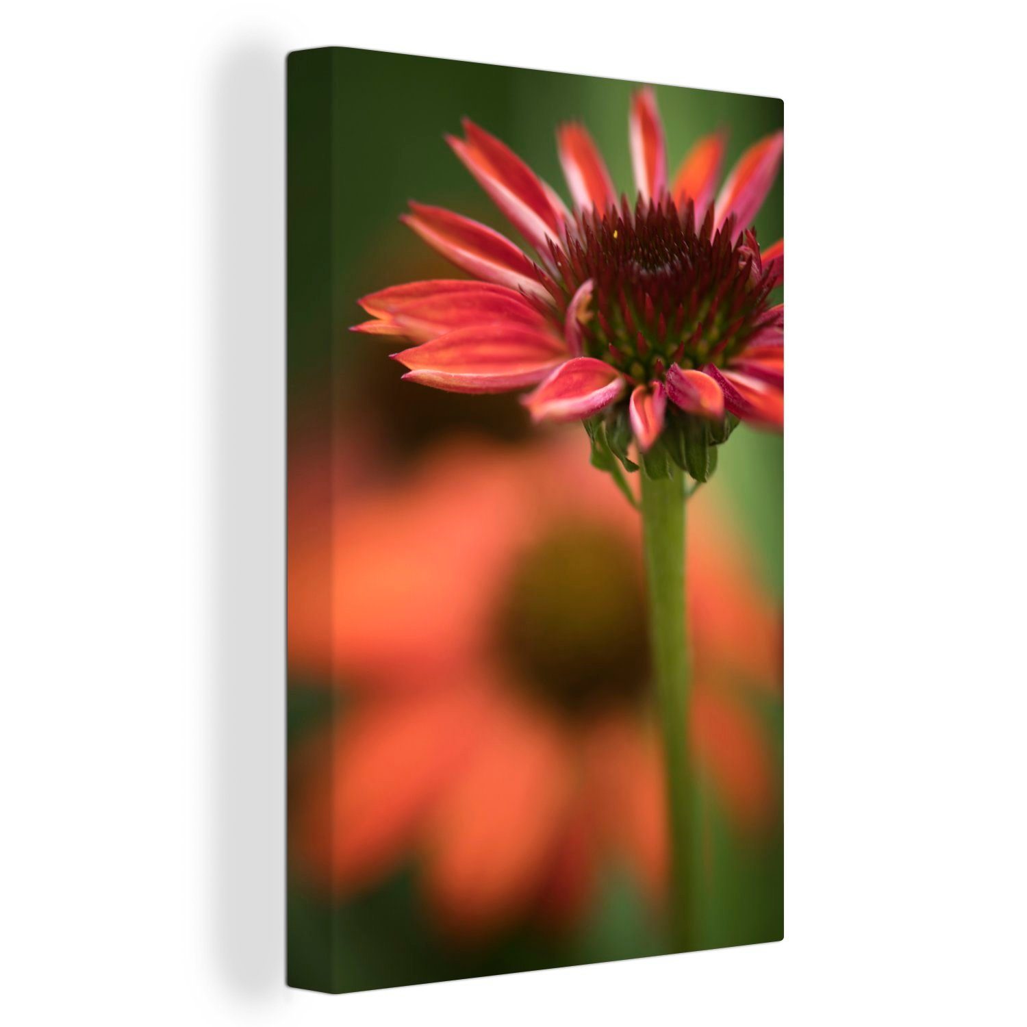OneMillionCanvasses® Leinwandbild Rote Echinacea-Blüte beim Aufblühen, (1 St), Leinwandbild fertig bespannt inkl. Zackenaufhänger, Gemälde, 20x30 cm