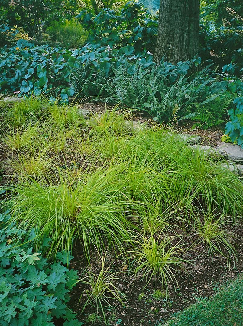 Pflanzen für Dich Gräser Carex montana, 1 St., Berg-Segge, grasartig, trockenheitsresistent