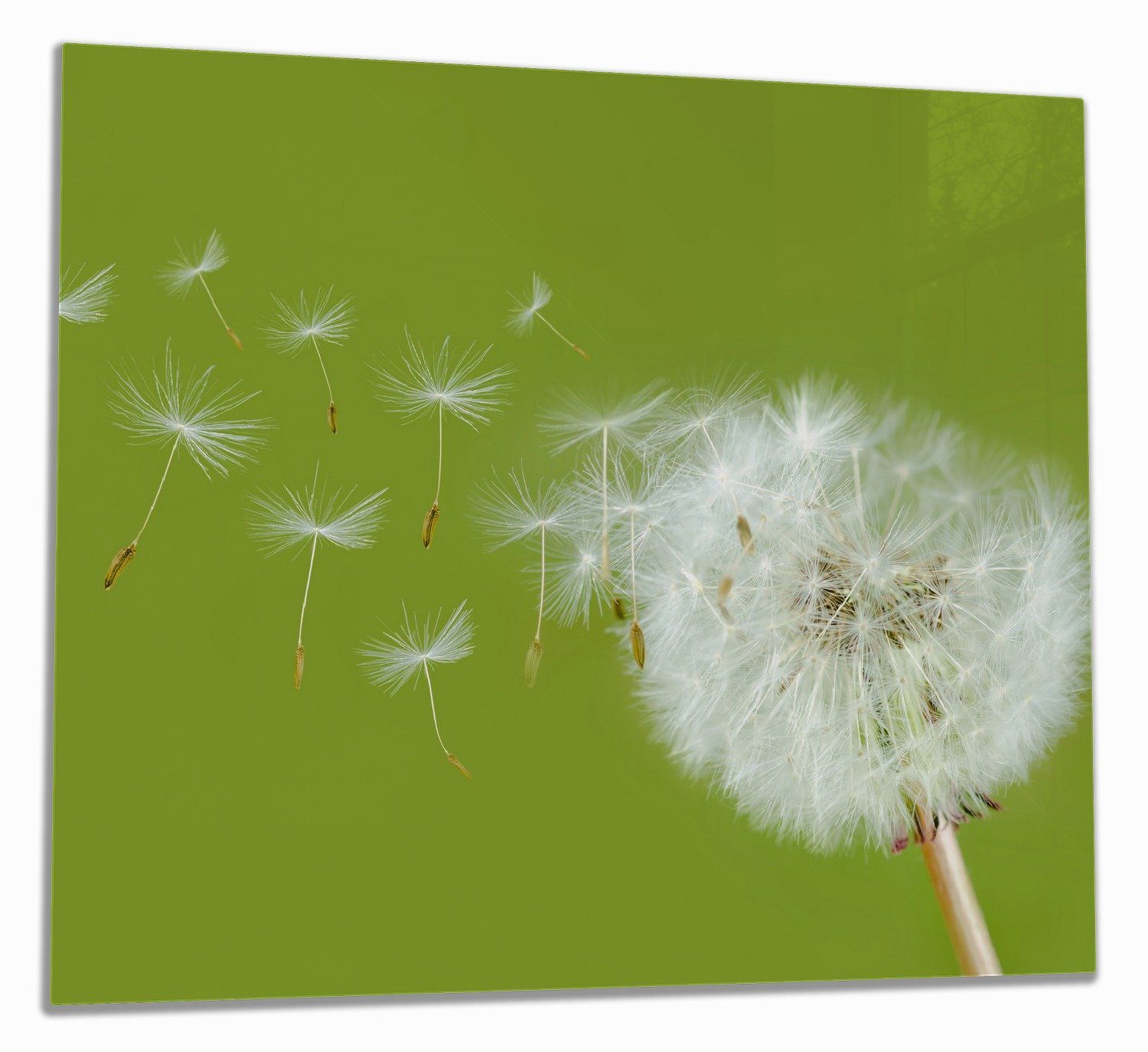 Wallario Herd-Abdeckplatte Pusteblume auf der Wiese mit fliegenden Samen, ESG-Sicherheitsglas, (Glasplatte, 1 tlg., inkl. 5mm Noppen), verschiedene Größen
