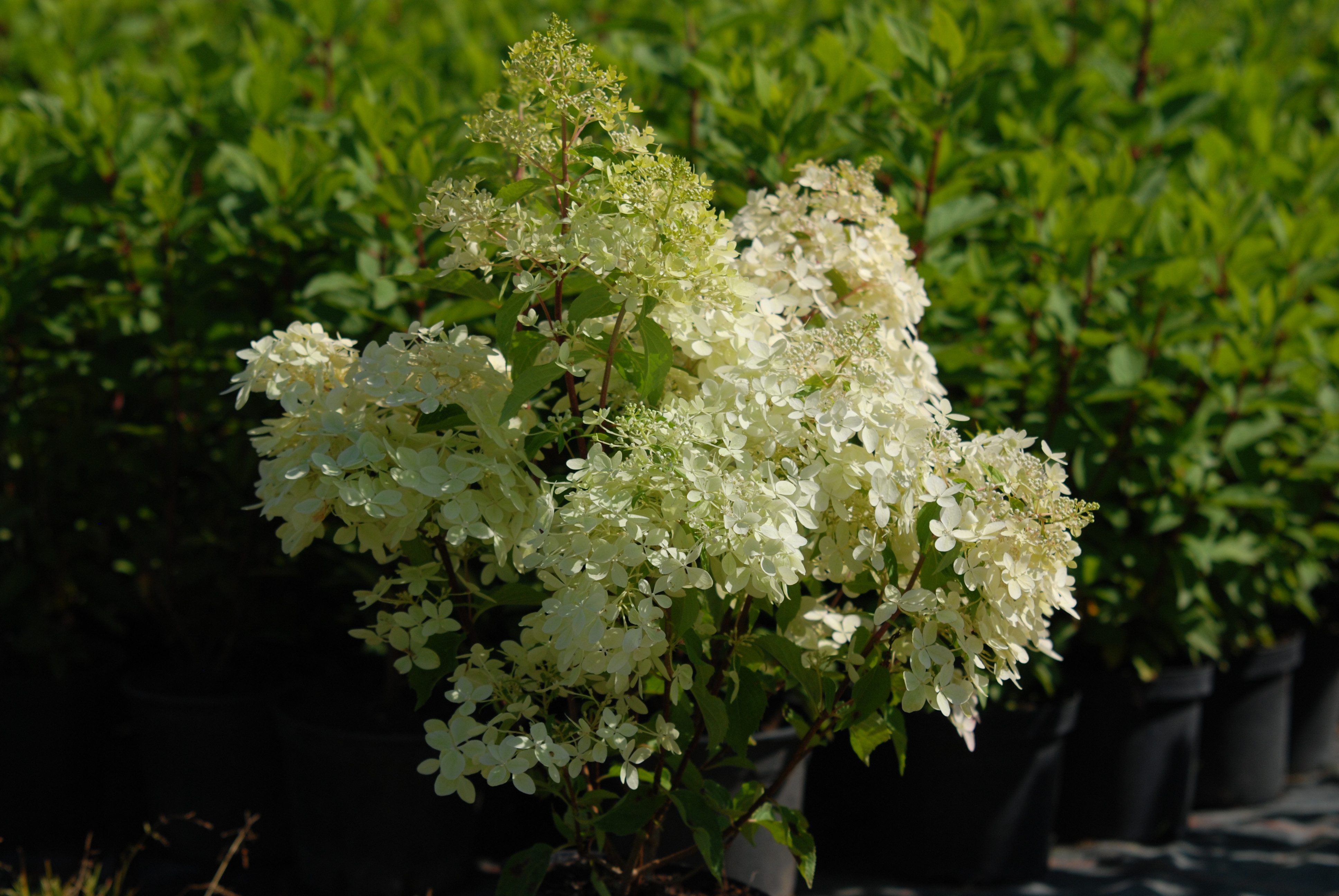Baumschule Gold Gehölze Strauch Hortensie Phantom 80-100 cm hoch