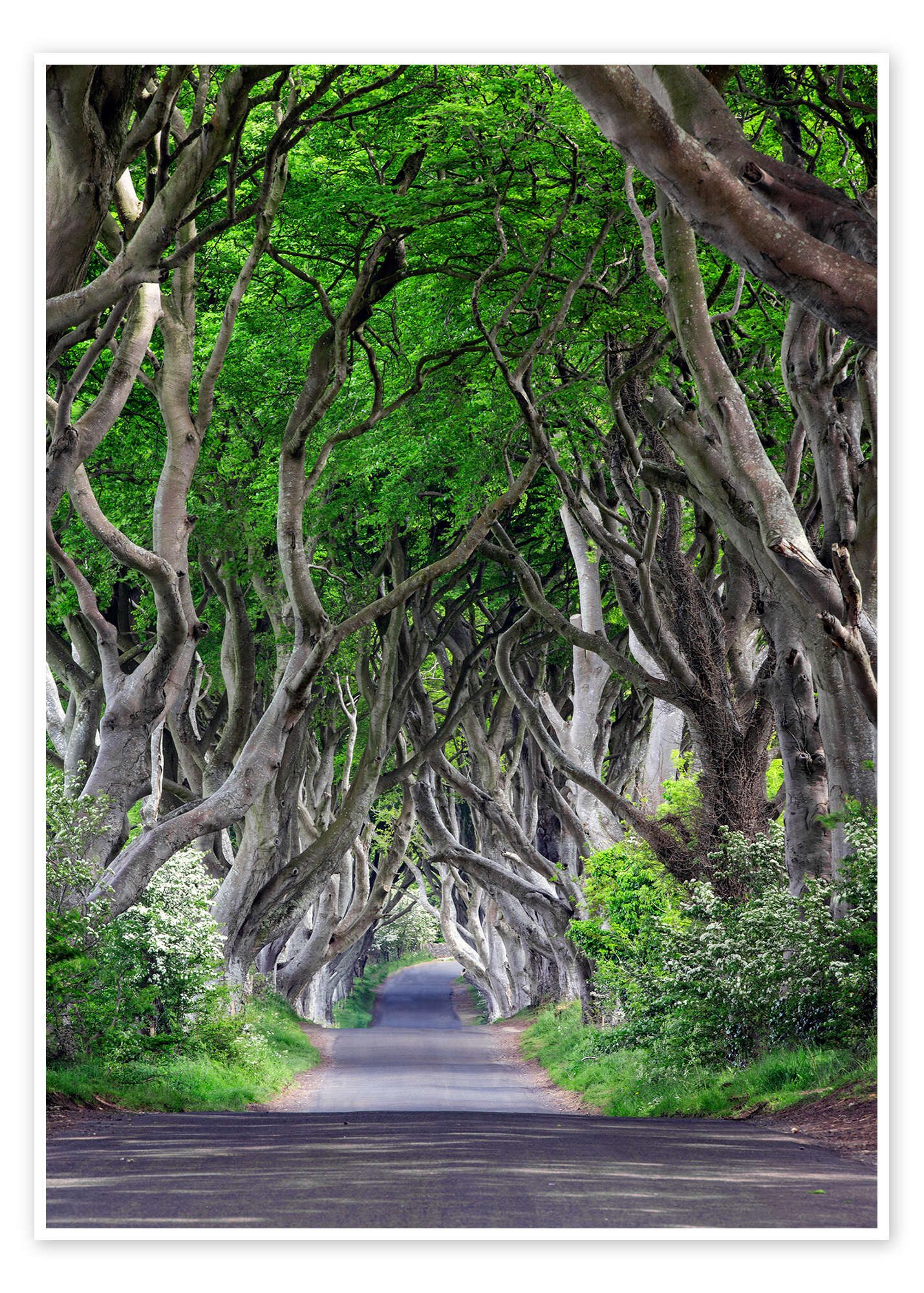 Posterlounge Wandbild Zauberwald in Irland, Dieter Meyrl, erhältlich als Poster, Leinwandbild, Wandsticker oder Acrylglasbild