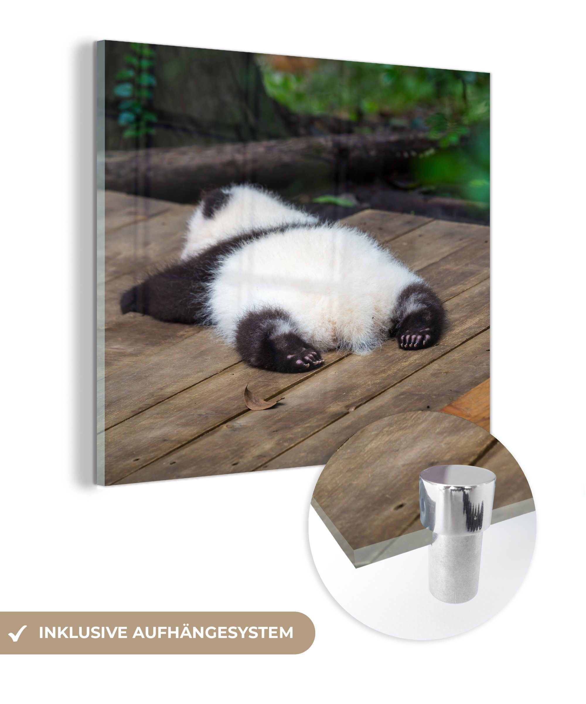 MuchoWow Acrylglasbild Tier - Panda - Schlafend, (1 St), Glasbilder - Bilder auf Glas Wandbild - Foto auf Glas - Wanddekoration