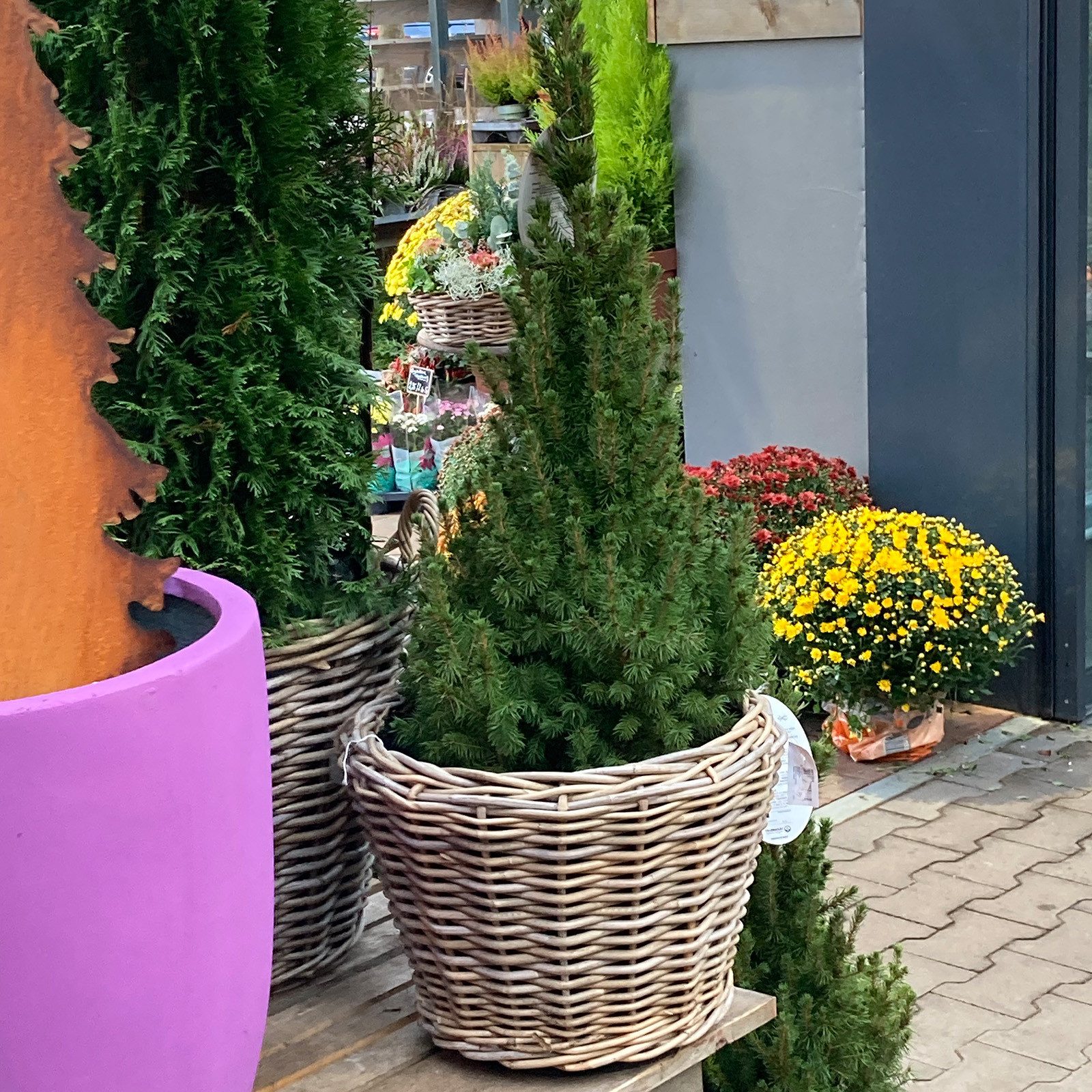 Van der Leeden Blumentopf Blumenkorb Pflanzkorb günstig online kaufen