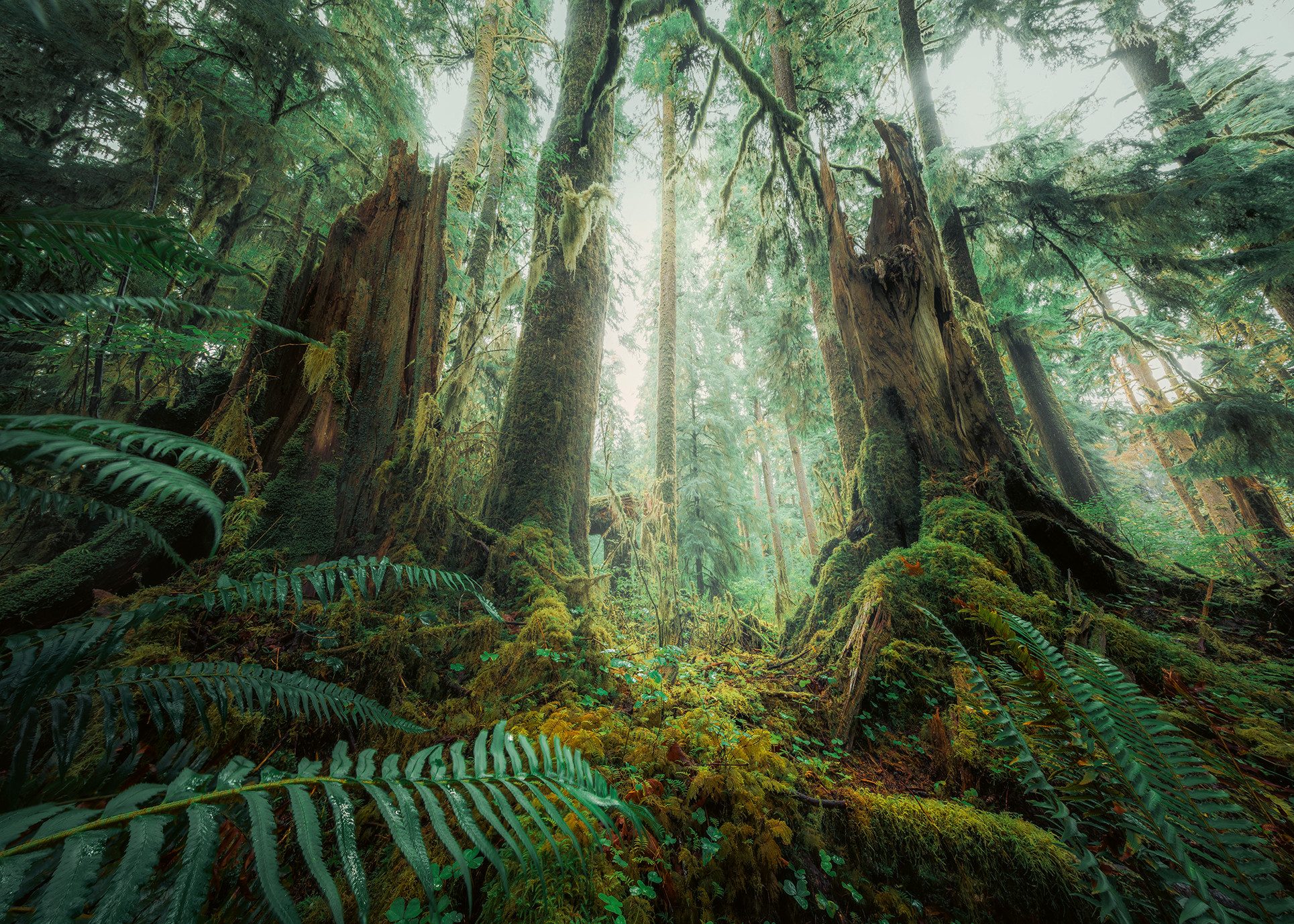 Ravensburger Puzzle power of nature, Faszinierender günstig online kaufen