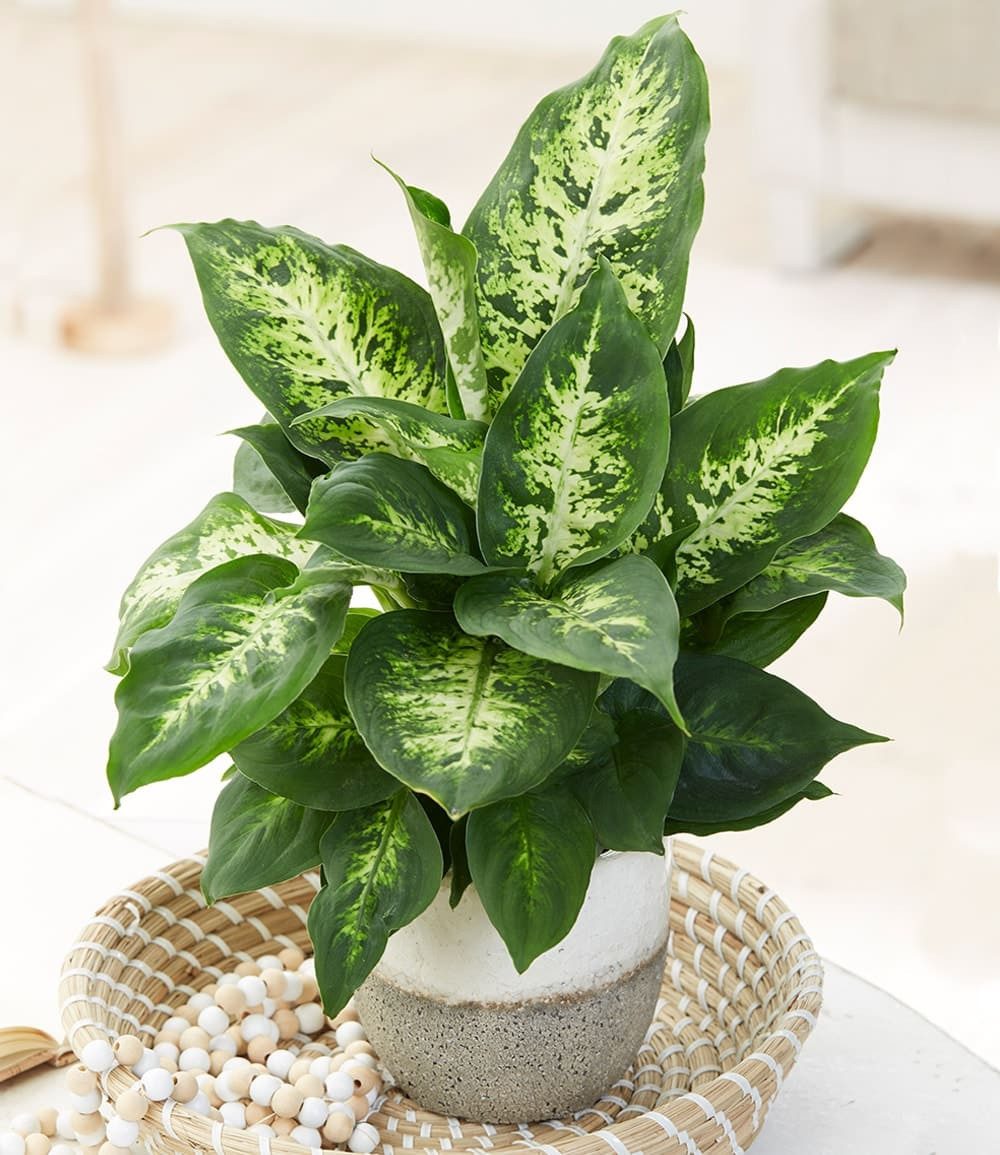 BALDUR Garten Zimmerpflanze Dieffenbachie 'Compacta', 1 St., Blattschmuckpflanze, pflegeleicht
