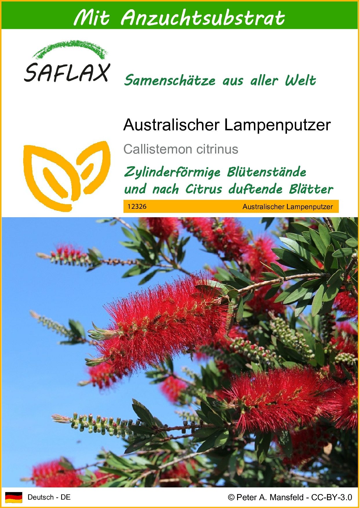 Blumensamen SAFLAX - Samen und Substrat - Australischer Lampenputzer