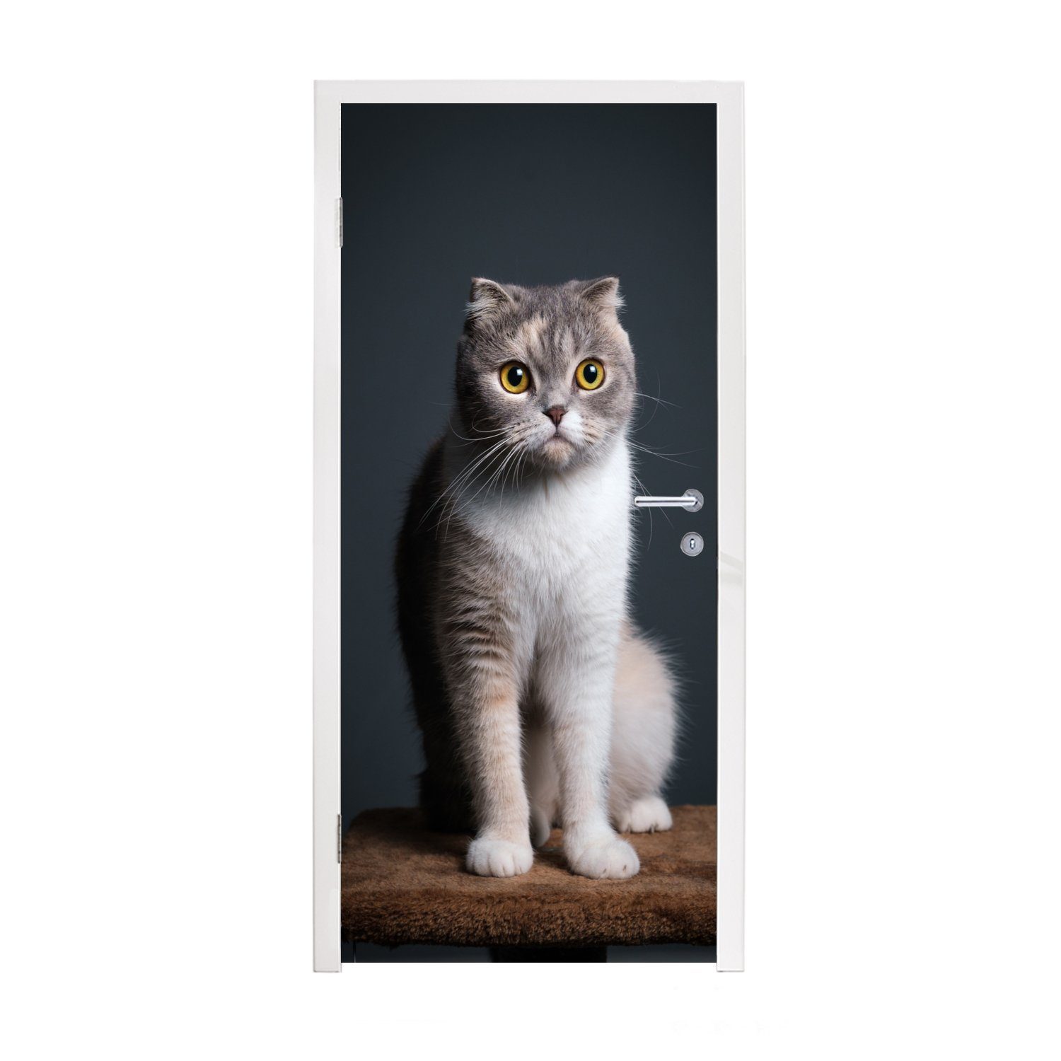 MuchoWow Türtapete Katze - Haustiere - Licht, Matt, bedruckt, (1 St), Fototapete für Tür, Türaufkleber, 75x205 cm