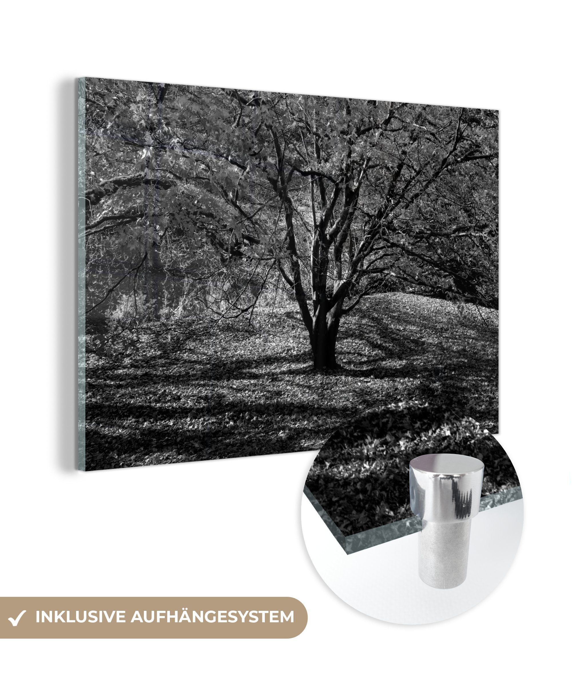 MuchoWow Acrylglasbild Ein Ahornbaum im Herbst - schwarz und weiß, (1 St), Acrylglasbilder Wohnzimmer & Schlafzimmer