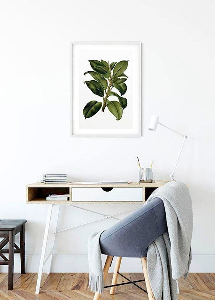 Komar Bild Elastica Tree, Blätter, Pflanzen (1 St), Wandbild zur Dekoration - ohne Rahmen