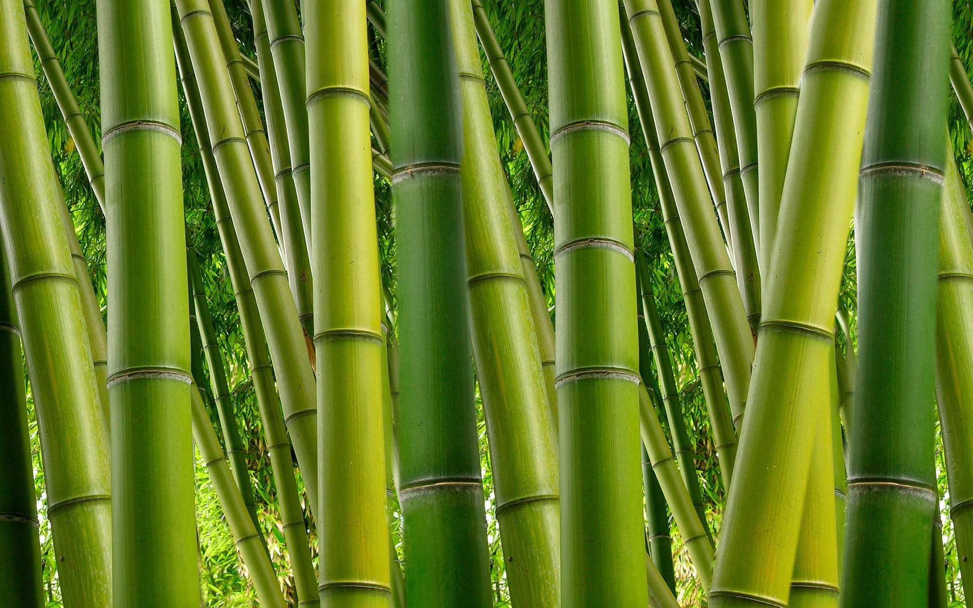 KUNSTLOFT Vliestapete Bambus 2 4x2.67 m, leicht glänzend, lichtbeständige Design Tapete