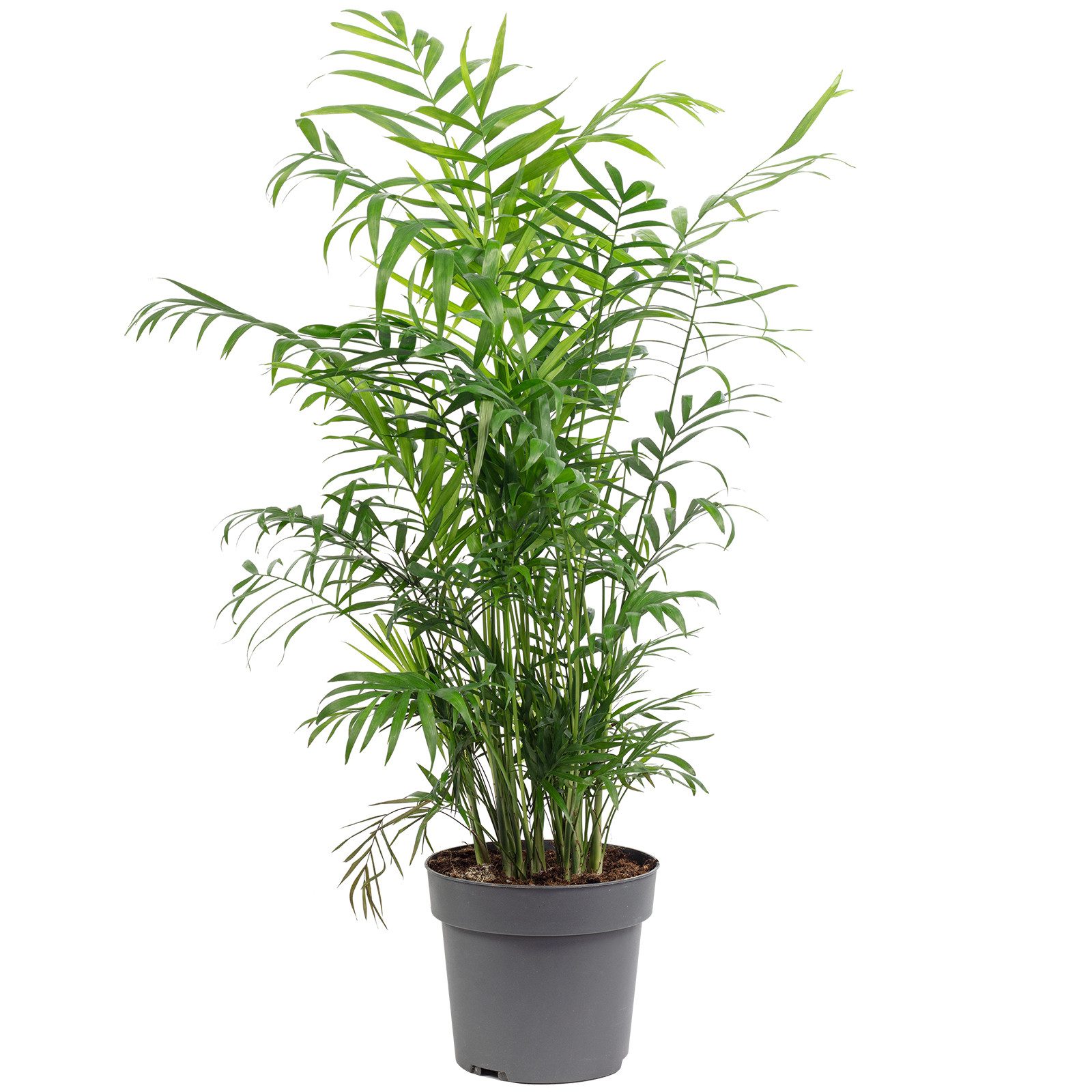Zimmerpflanze Bergpalme - Chamaedorea elegans