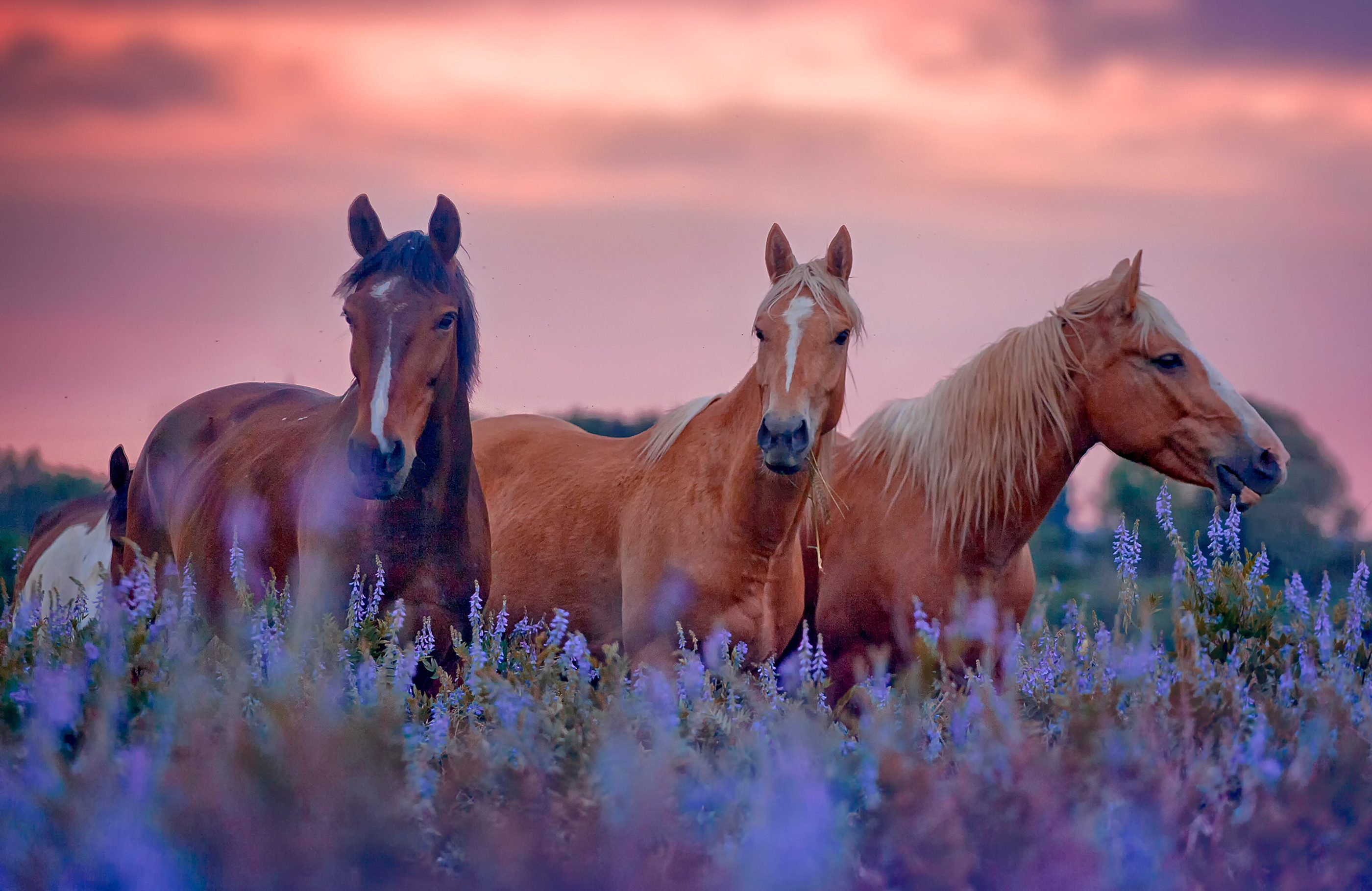 Papermoon Fototapete VLIES-Tapete Premium "Pferde", Kleister KOSTENLOS, reduziert, 3D-Effekt, restlos trocken abziehbar, (5743), Wandtapete Bild Dekoration Wand-Dekor Motiv Tapete Poster