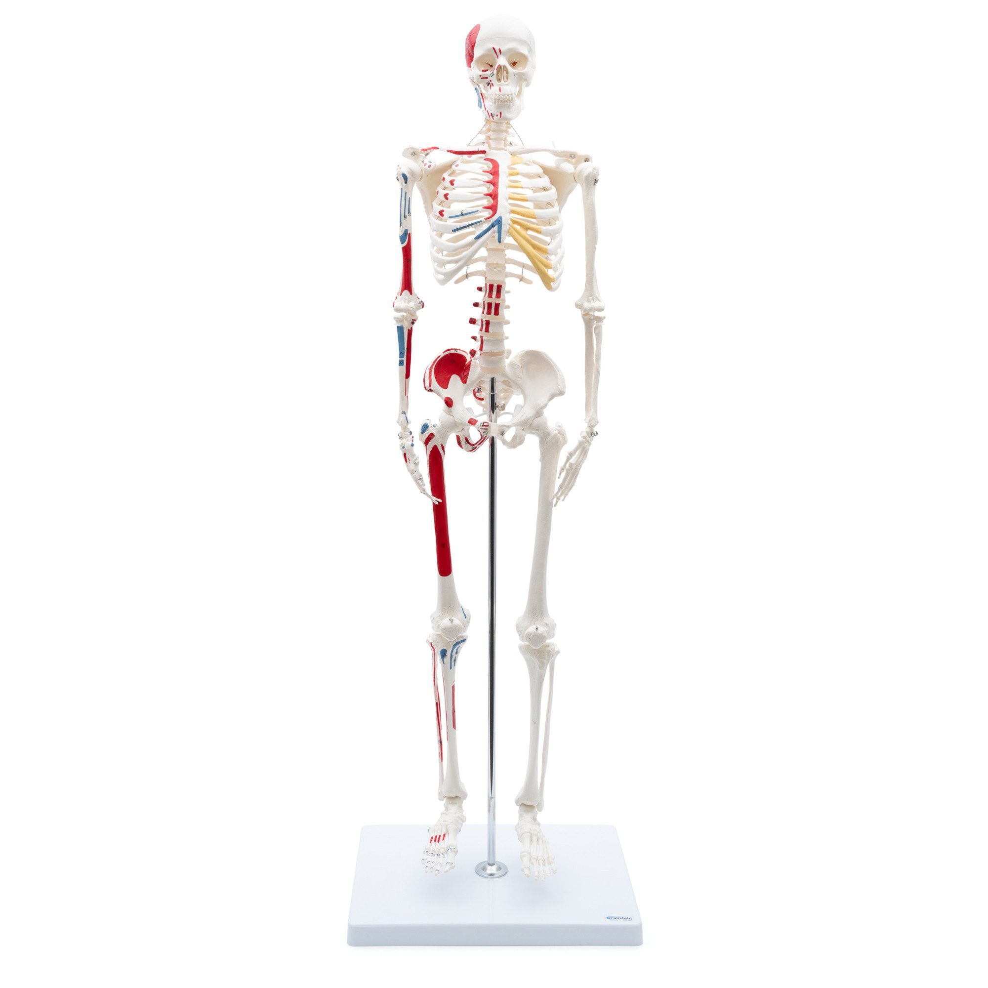 Cranstein Scientific Dekoobjekt Mini Skelett Anatomie Modell 85cm Muskelbemalung flexible Gelenke Schä